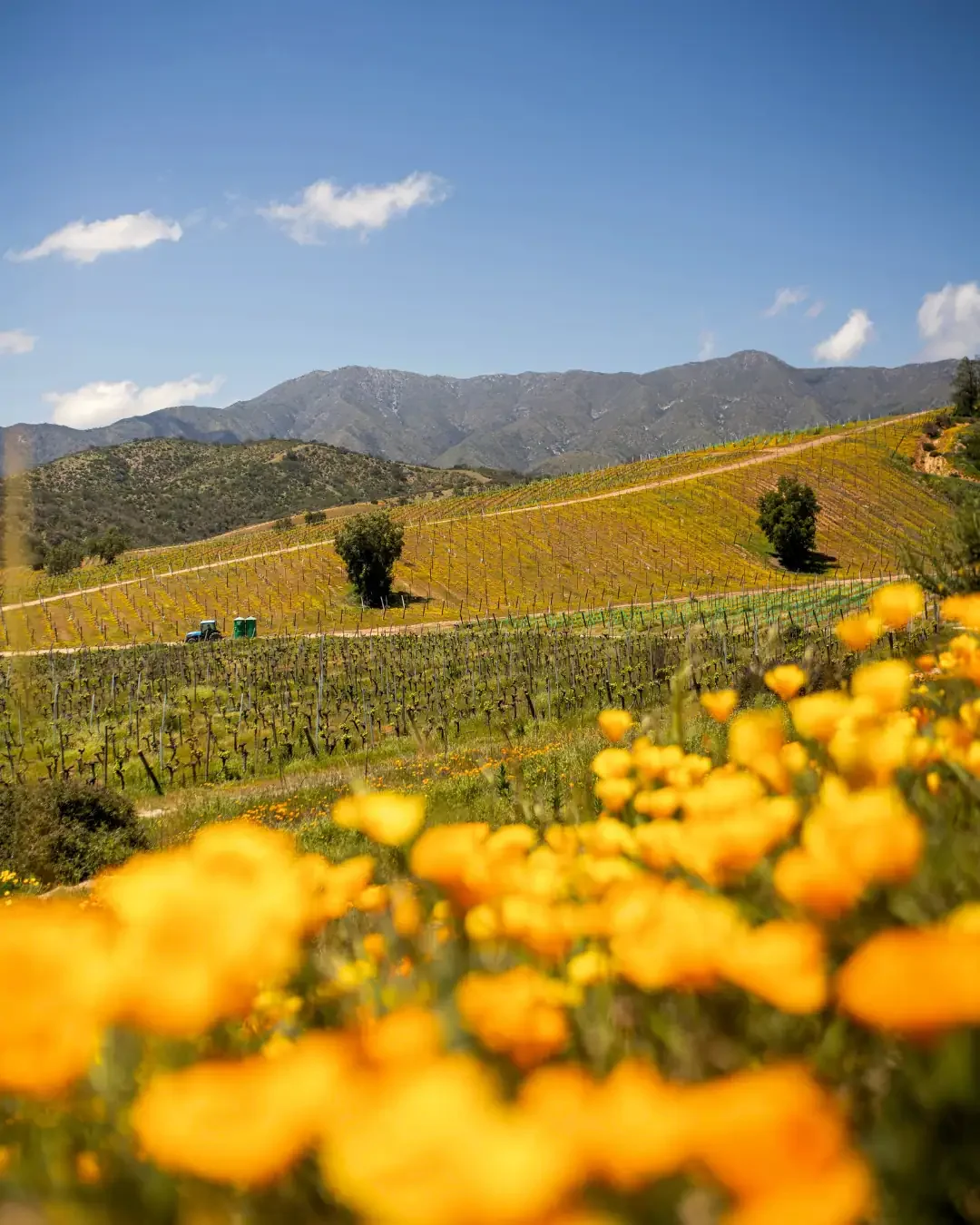 Wine Tourism in the Central Valley: From Vineyard to Glass
