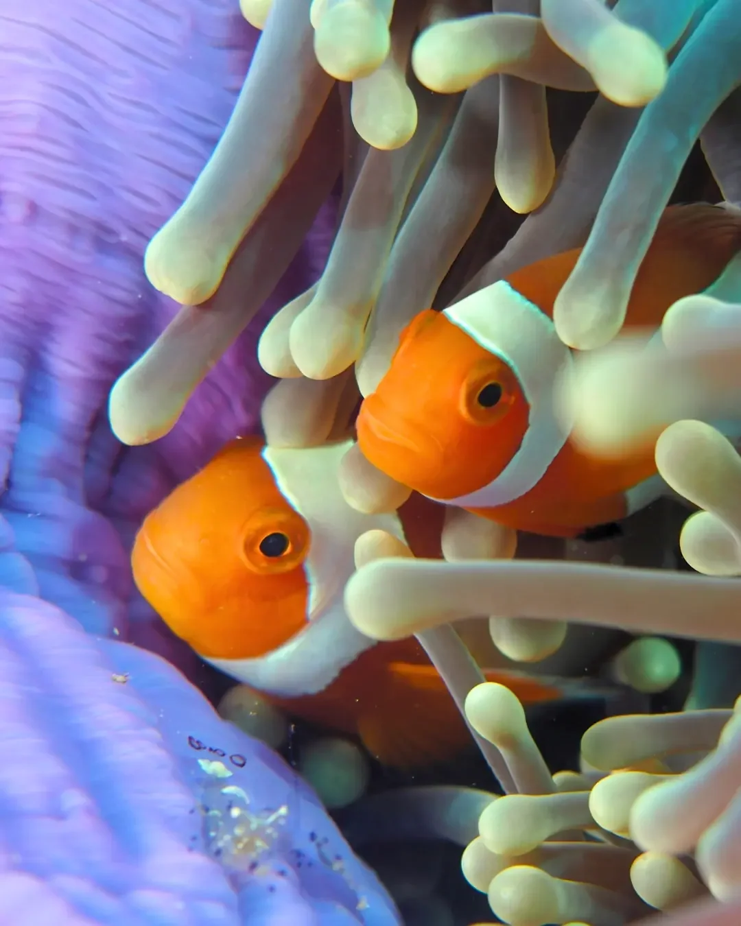 Raja Ampat: One of the World’s Richest Coral Reefs