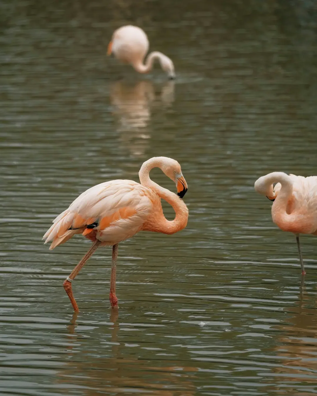 Suncheon Bay and eco-tourism in Korea