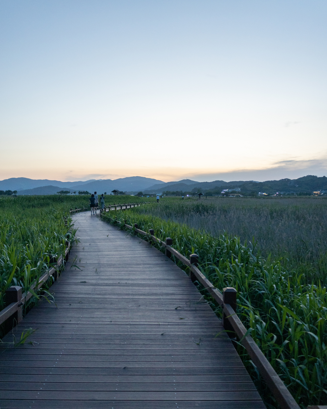 Suncheon Bay and Korea’s tidal ecologies