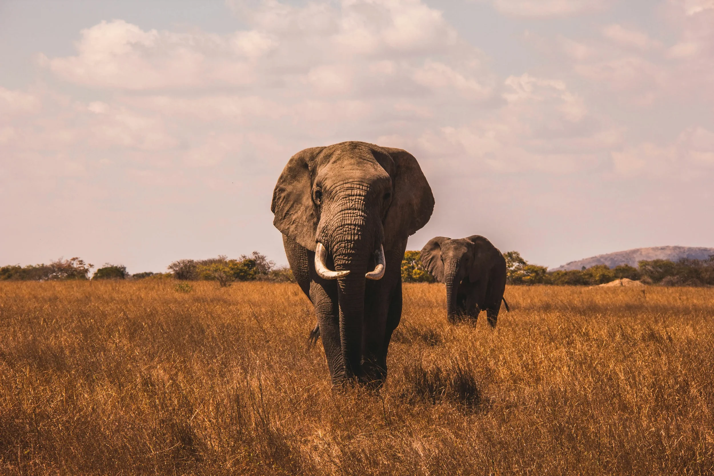 A striking front view of two large African elephants walking through tall, golden savanna grass, representing the Into the Wild nature and outdoor adventure itineraries on Swallow's Notes.