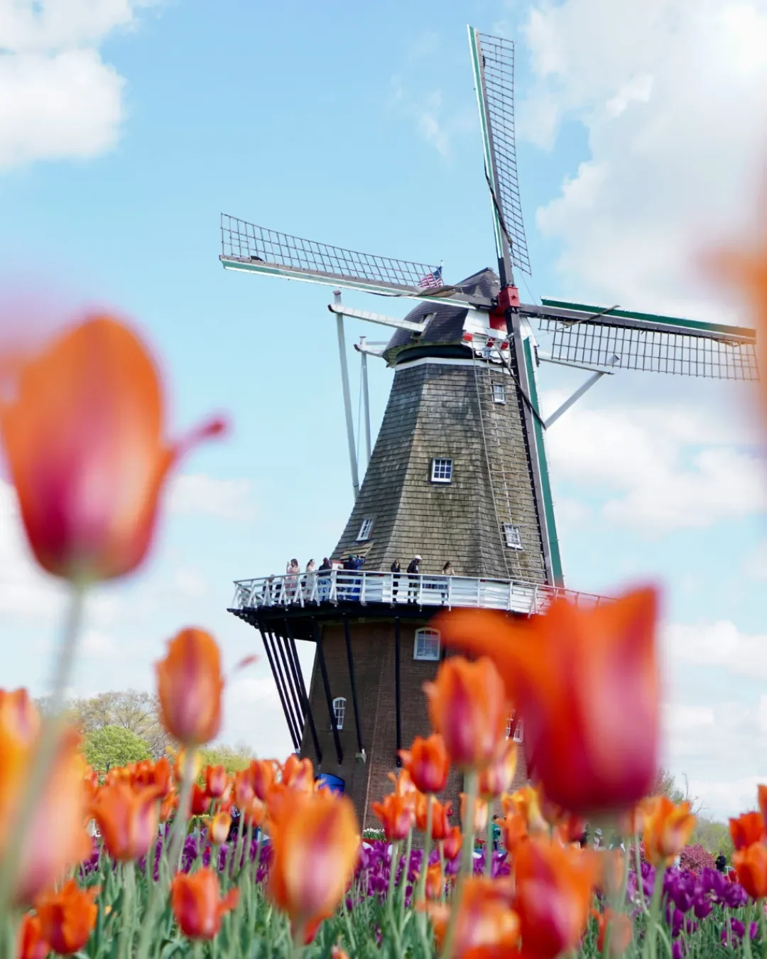A historic Dutch windmill standing tall behind a field of blooming orange and purple tulips at Keukenhof Gardens in the Netherlands.