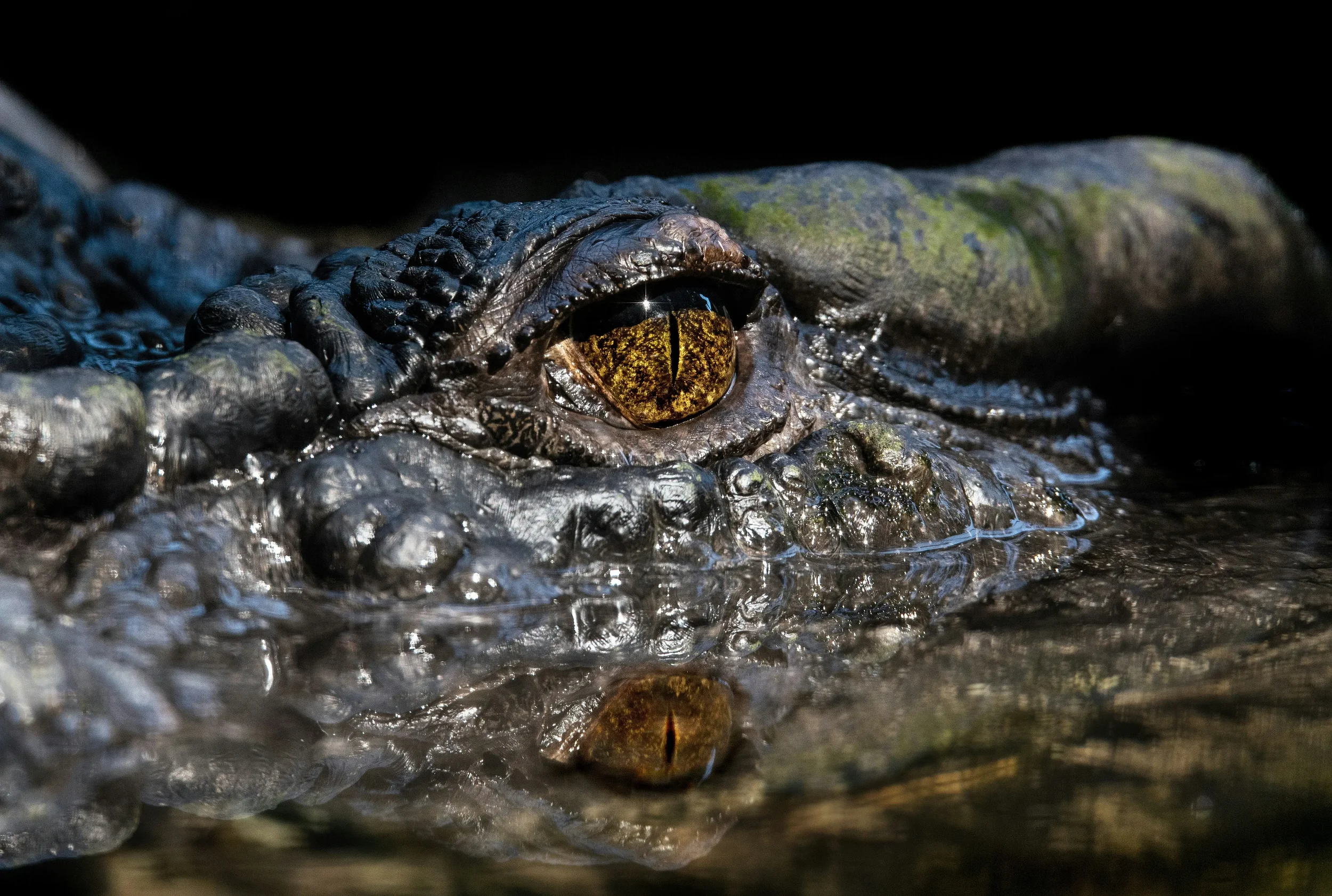 A powerful saltwater crocodile swimming through green lily pads in a Kakadu National Park billabong, Northern Territory, Australia.