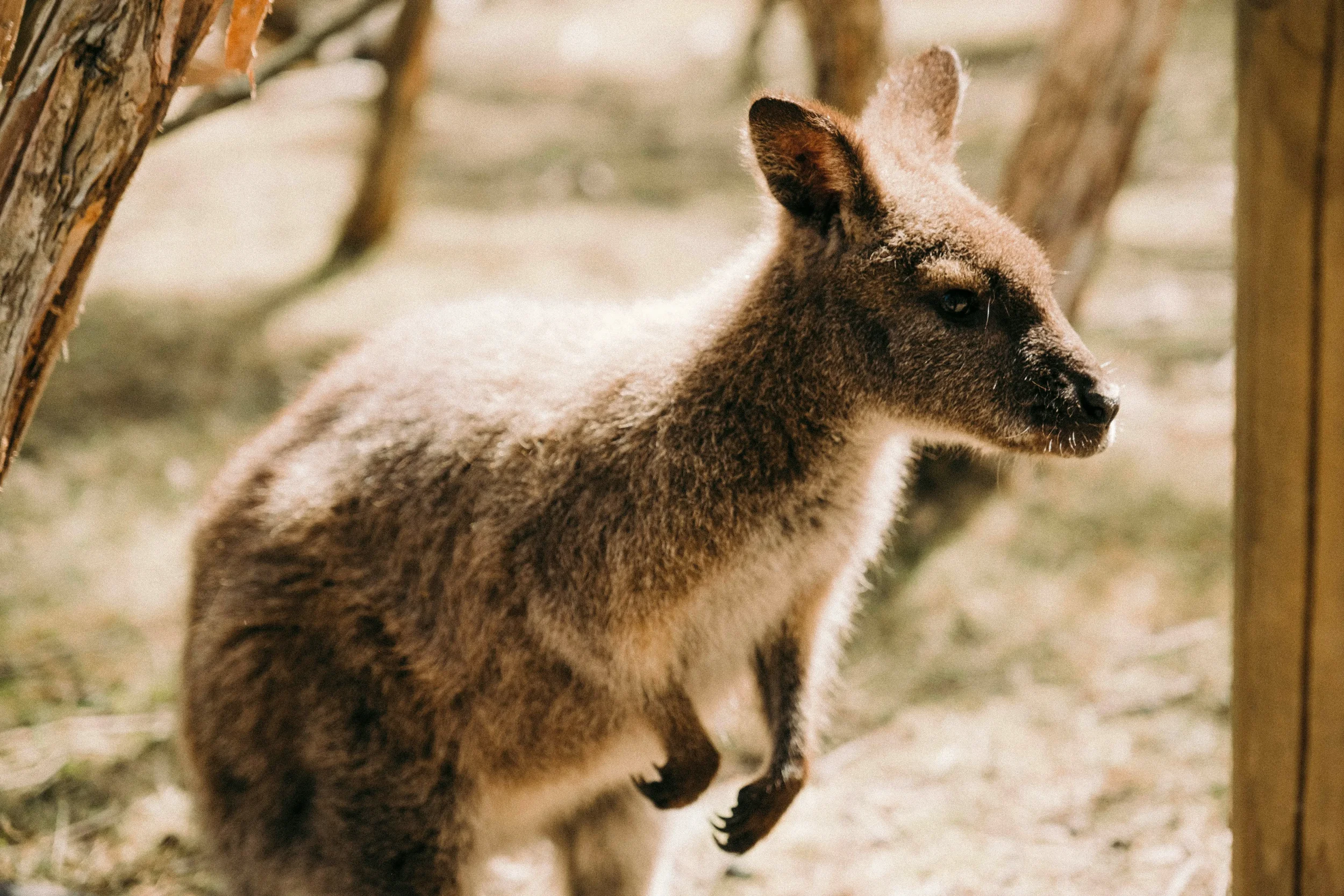 Close-up of a cute wild kangaroo joey looking at the camera in its natural bushland habitat in Australia.