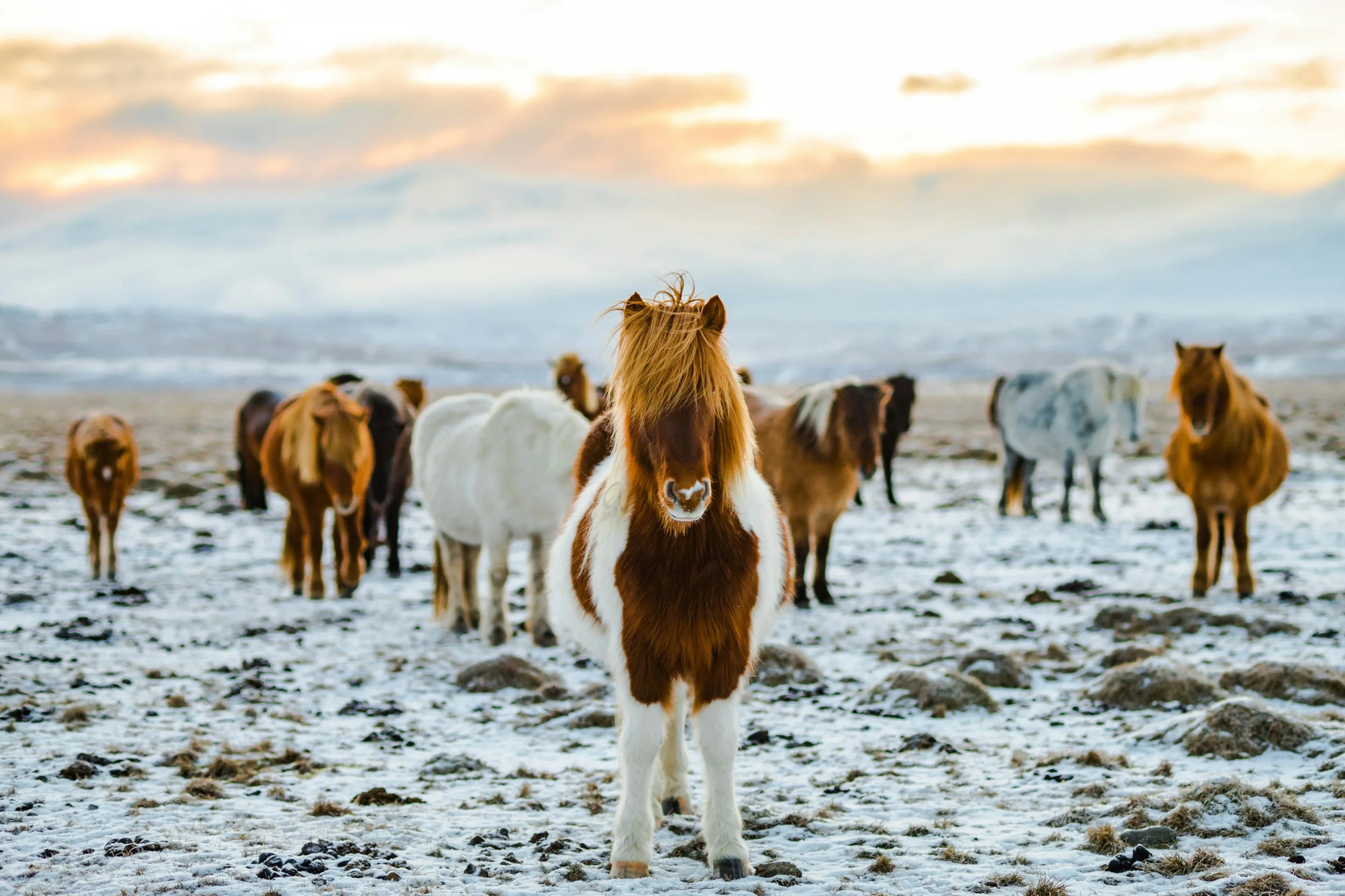 A group of hardy Icelandic horses with thick, long manes standing together in a rugged green field with distant mountains.