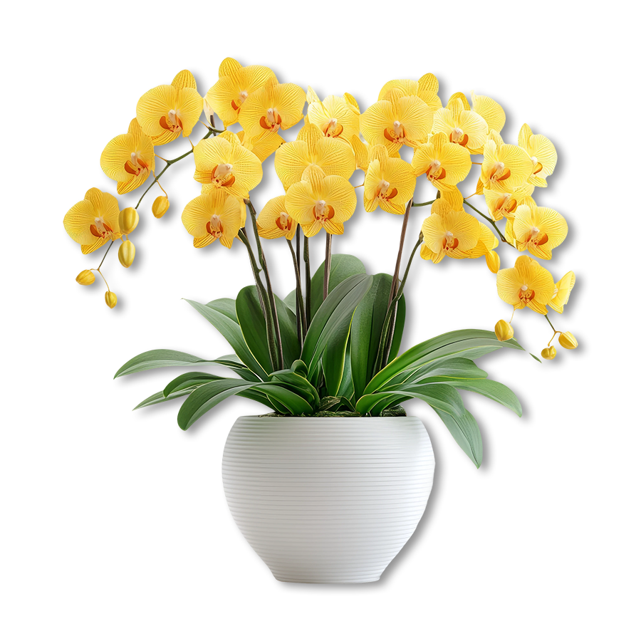 Yellow orchid plant in a white pot with green leaves on a light warm background.
