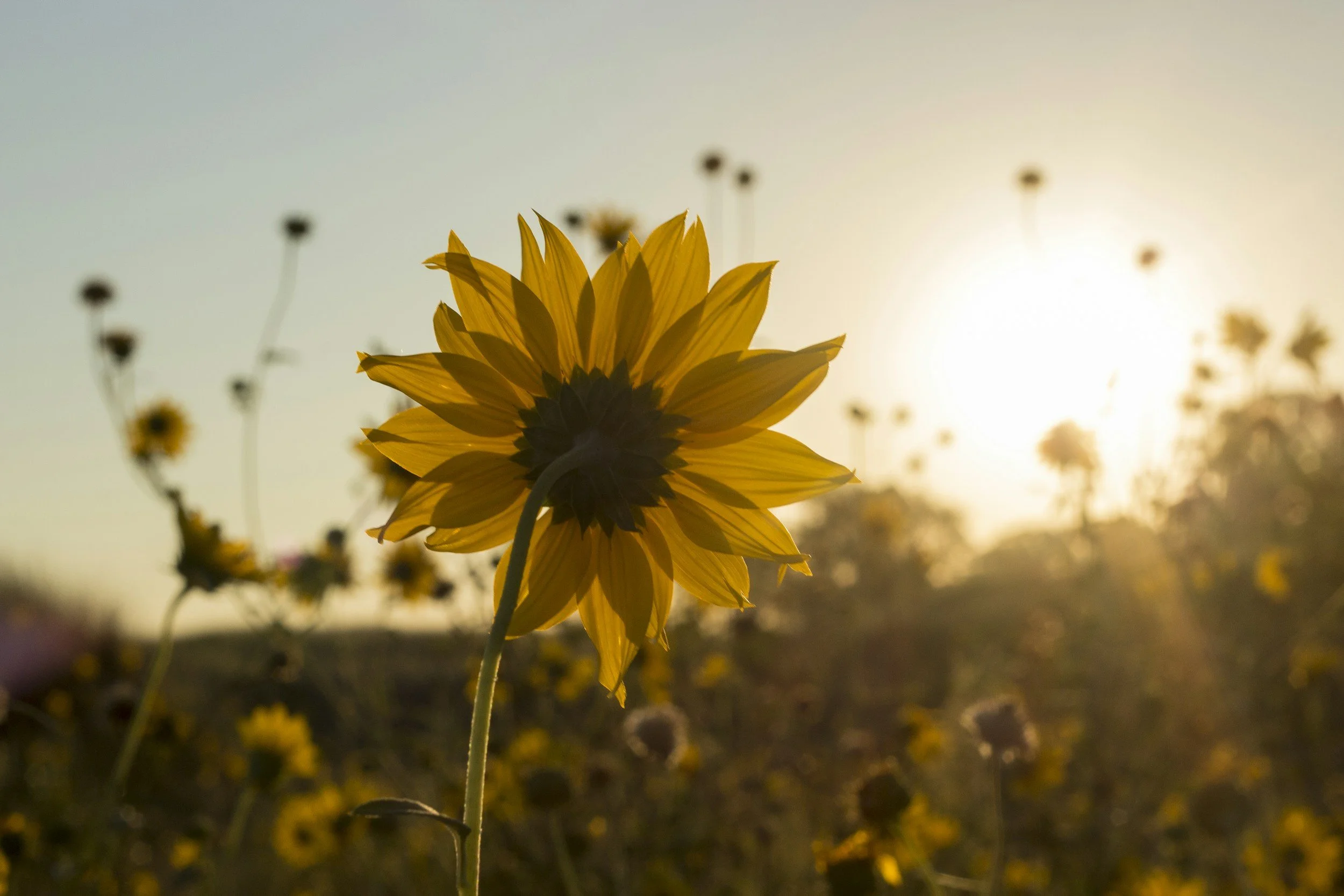 Close-up of a yellow sunflower with backlit petals against a setting sun, with other blurred sunflowers in the background.