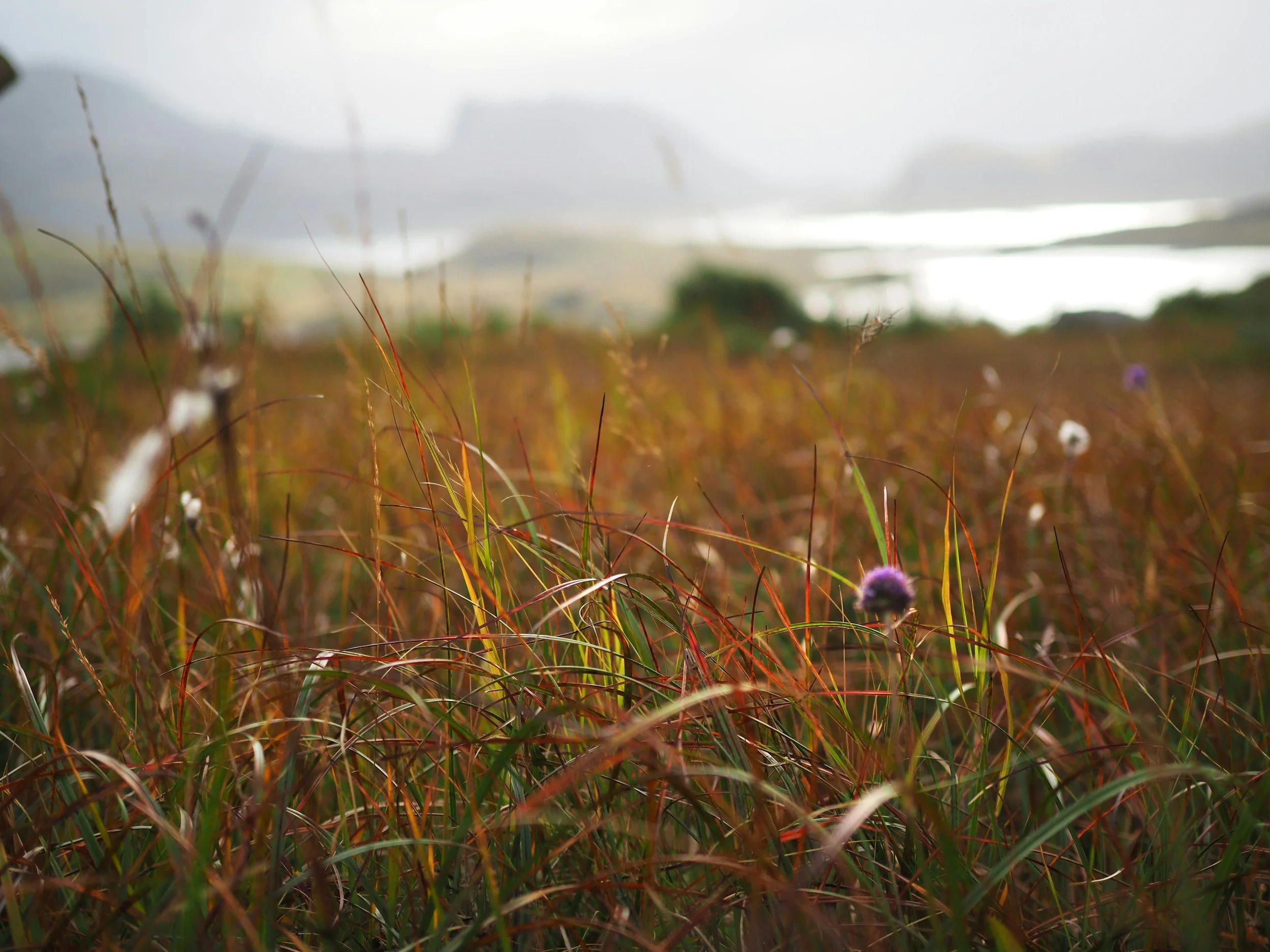 Close-up of tall grass and wildflowers in a field, with mountains and a cloudy sky in the background.