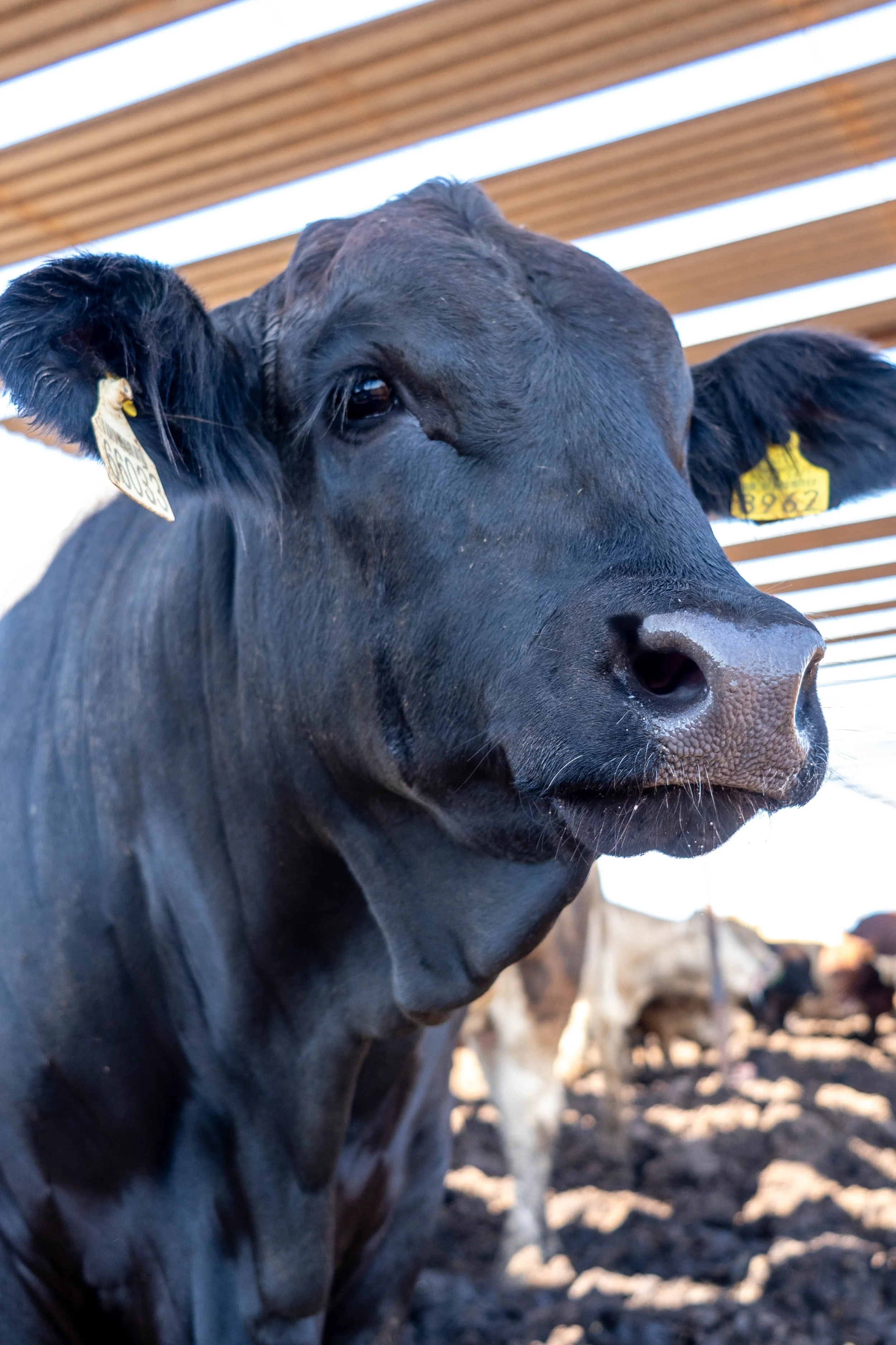 Close-up of a black dairy cow with yellow ear tags in a barnyard with wooden roof beams.