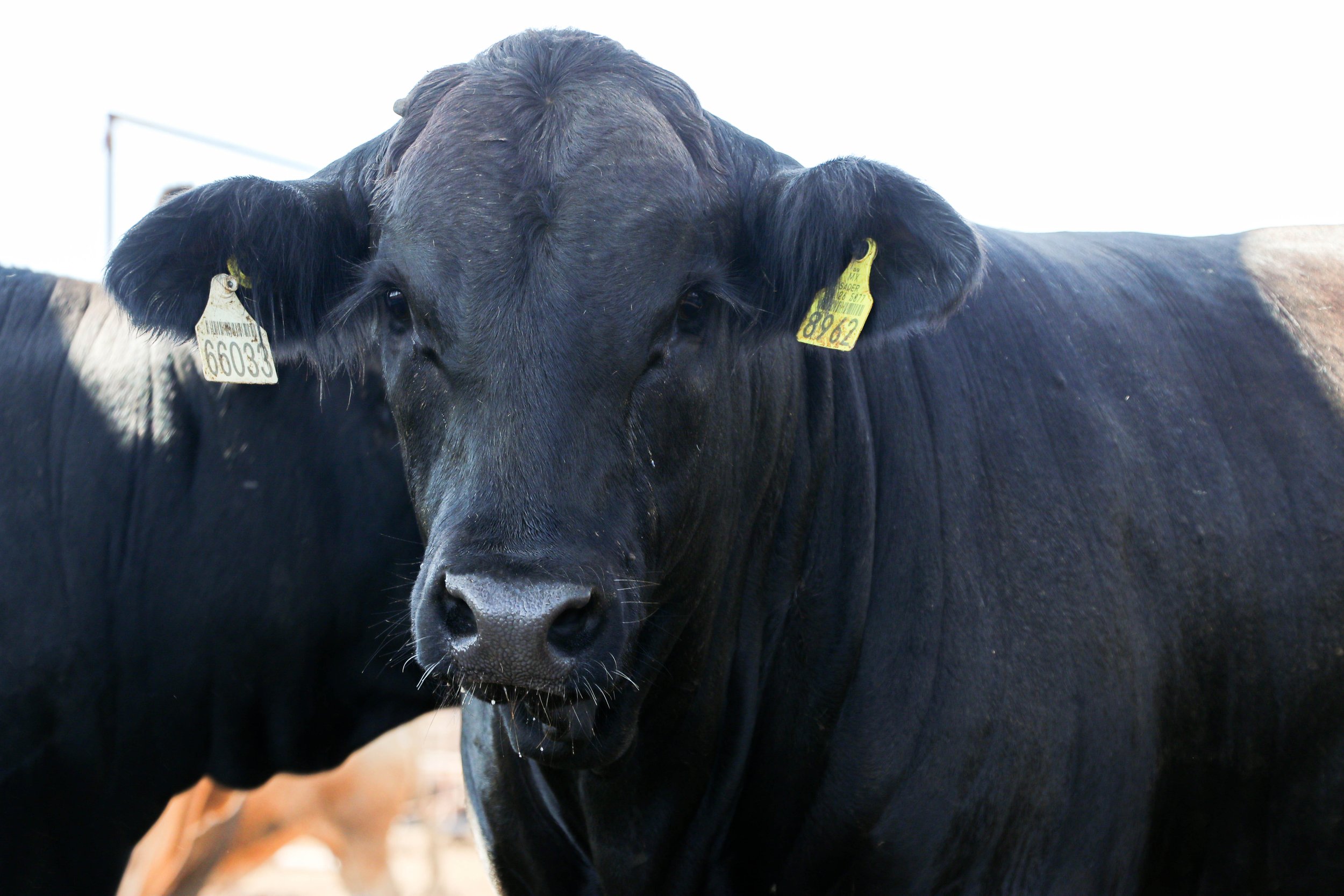 Close-up of a black cow with yellow tags in both ears, standing outdoors with a blurred background.