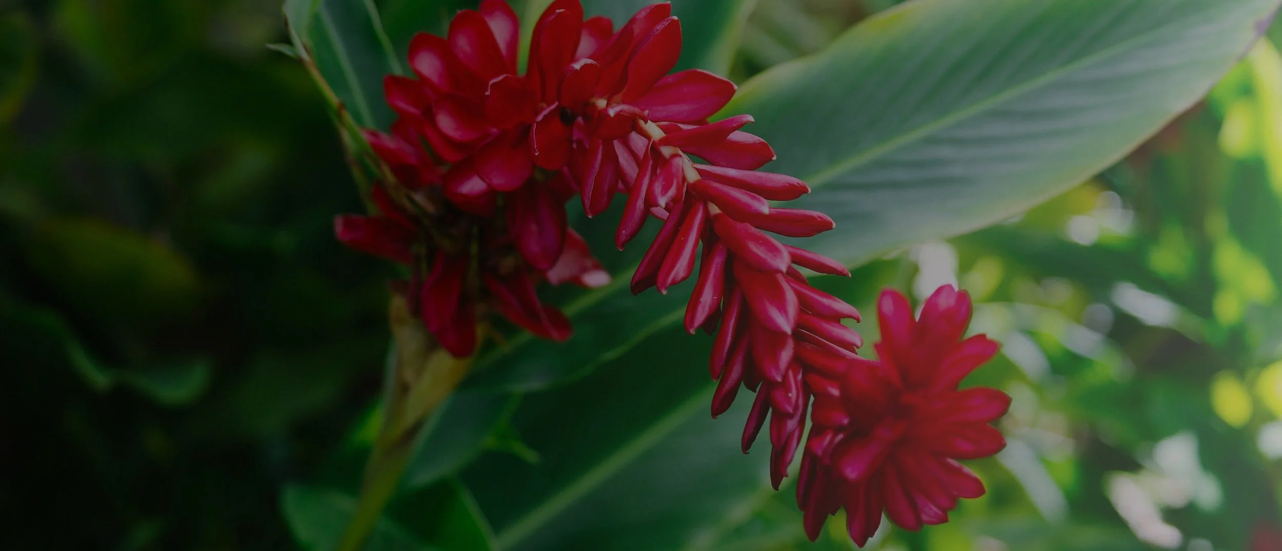 Screen Shot 2025-12-27 at 8.02.14 PM copy.jpg