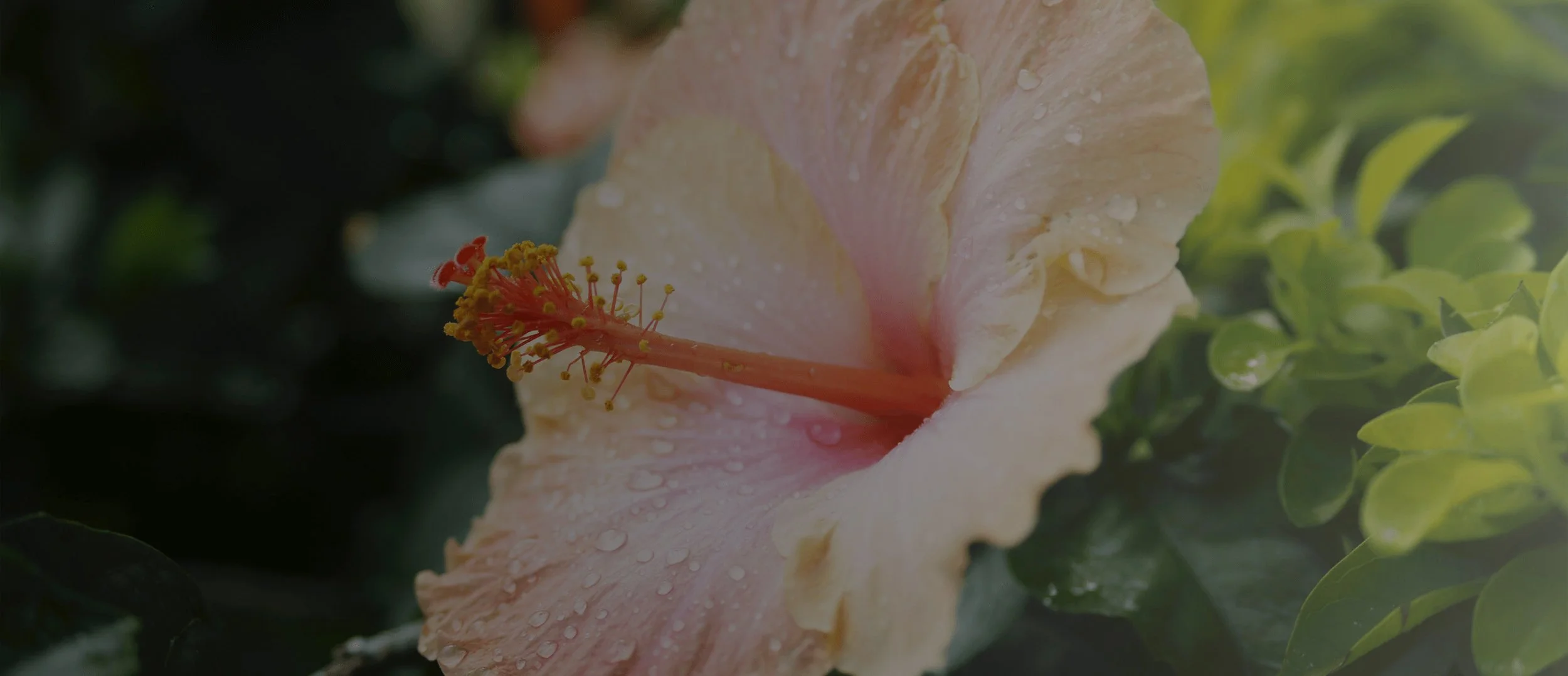 Screen Shot 2025-12-30 at 4.39.22 PM copy.jpg