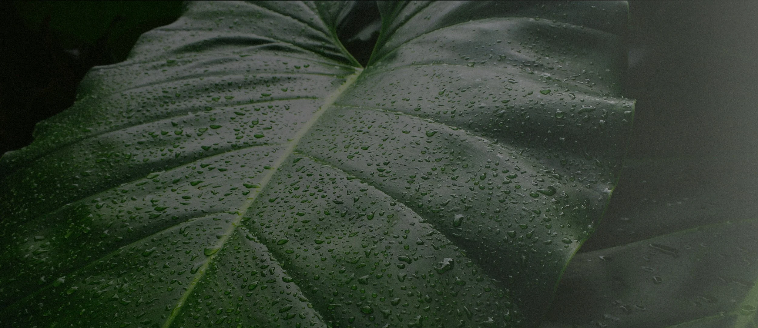 Screen Shot 2025-12-30 at 4.04.57 PM copy.jpg