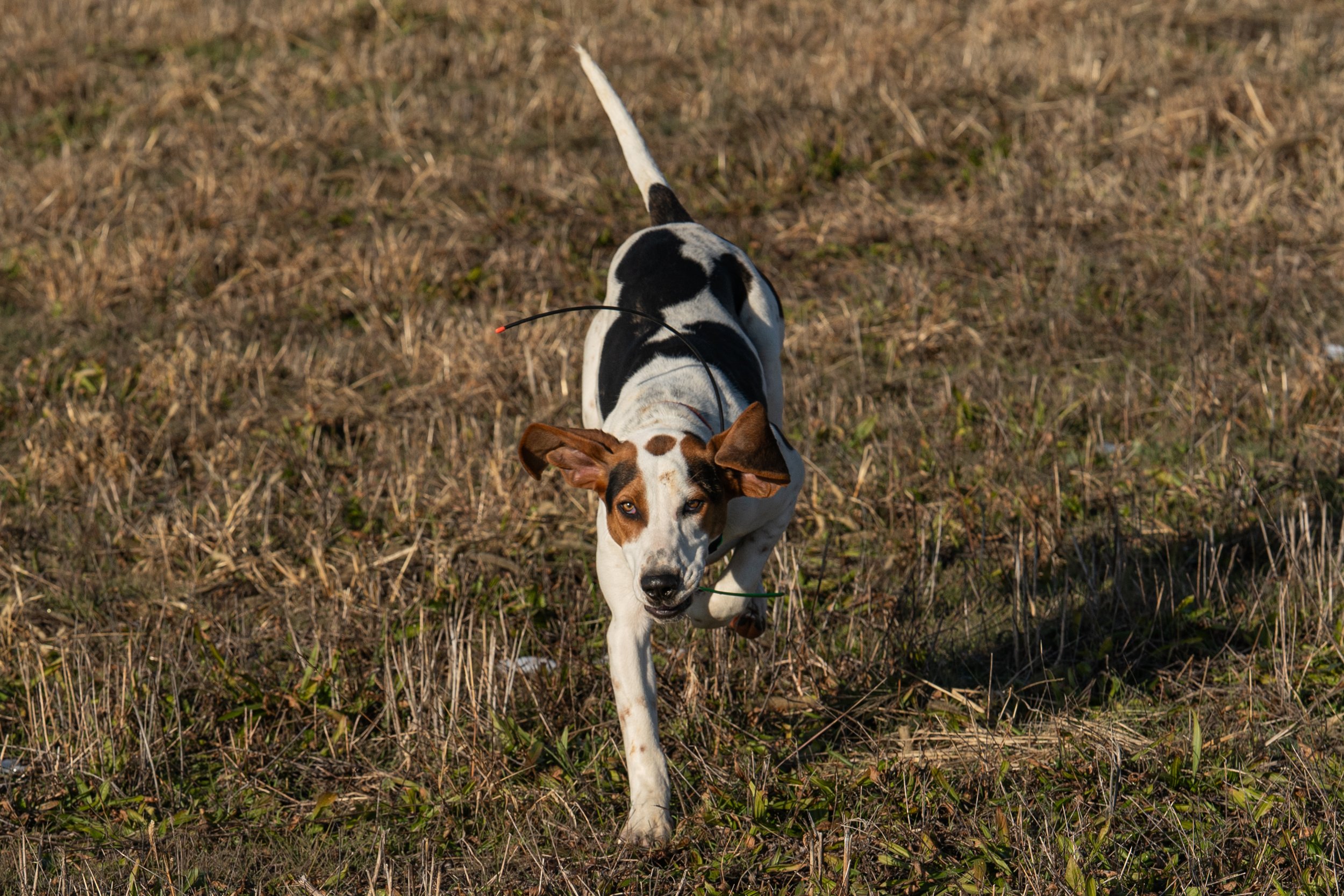 penn-mary-del-foxhound