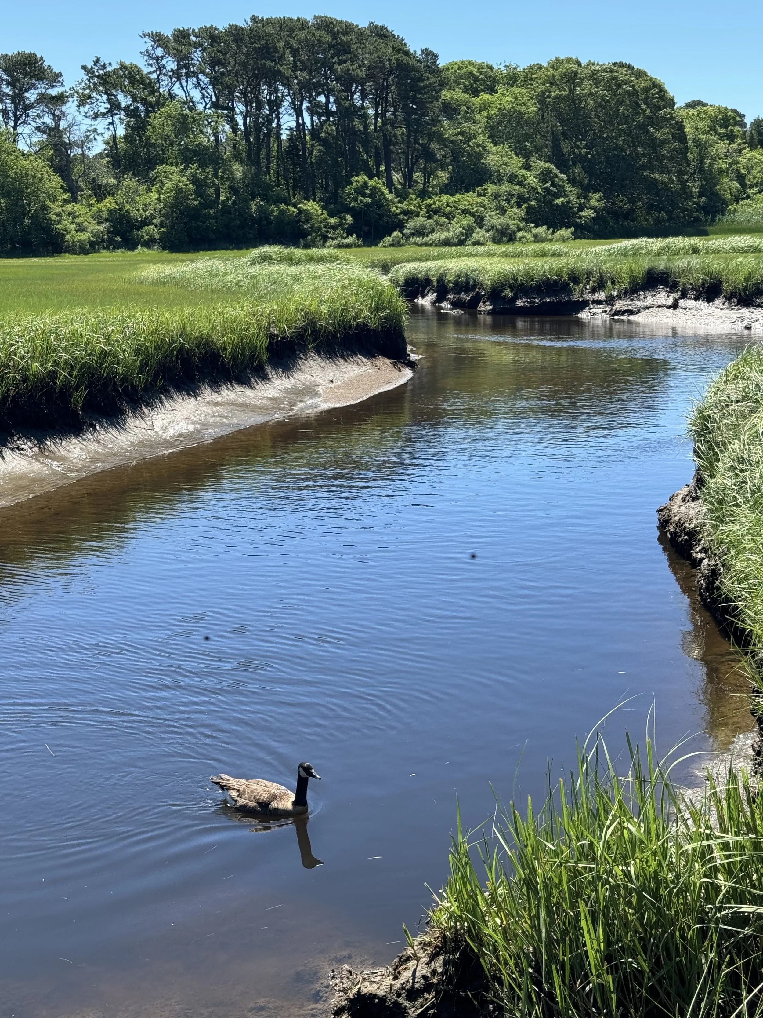 A serene scene of a salt marsh with grassy banks, surrounded by trees under a clear blue sky. A black duck is swimming in the water near the foreground.