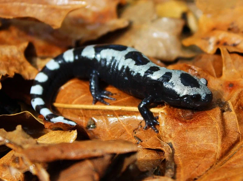A Marbled Salamander on fallen autumn leaves.