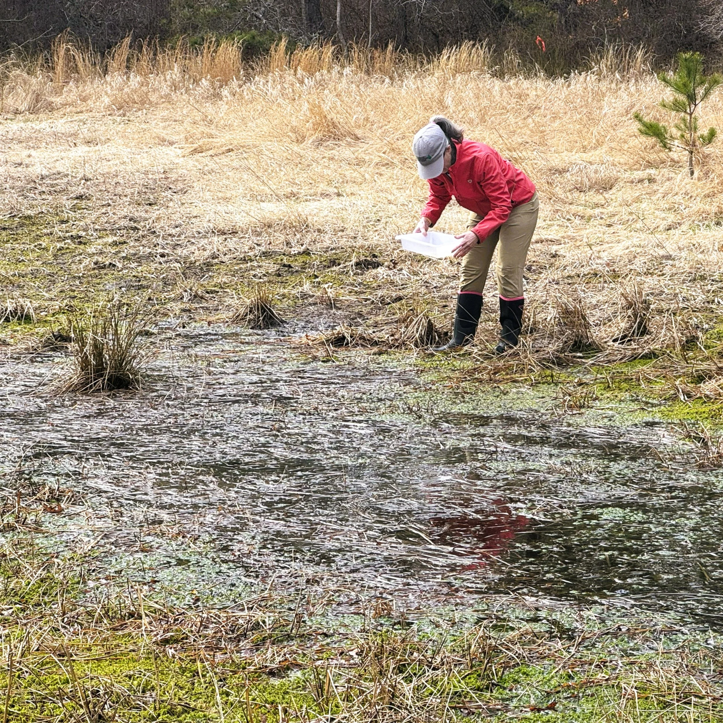 A woman wearing a red jacket, tan pants, and black rubber boots is standing next to a vernal pool area in a field, examining and recording data in a white container.