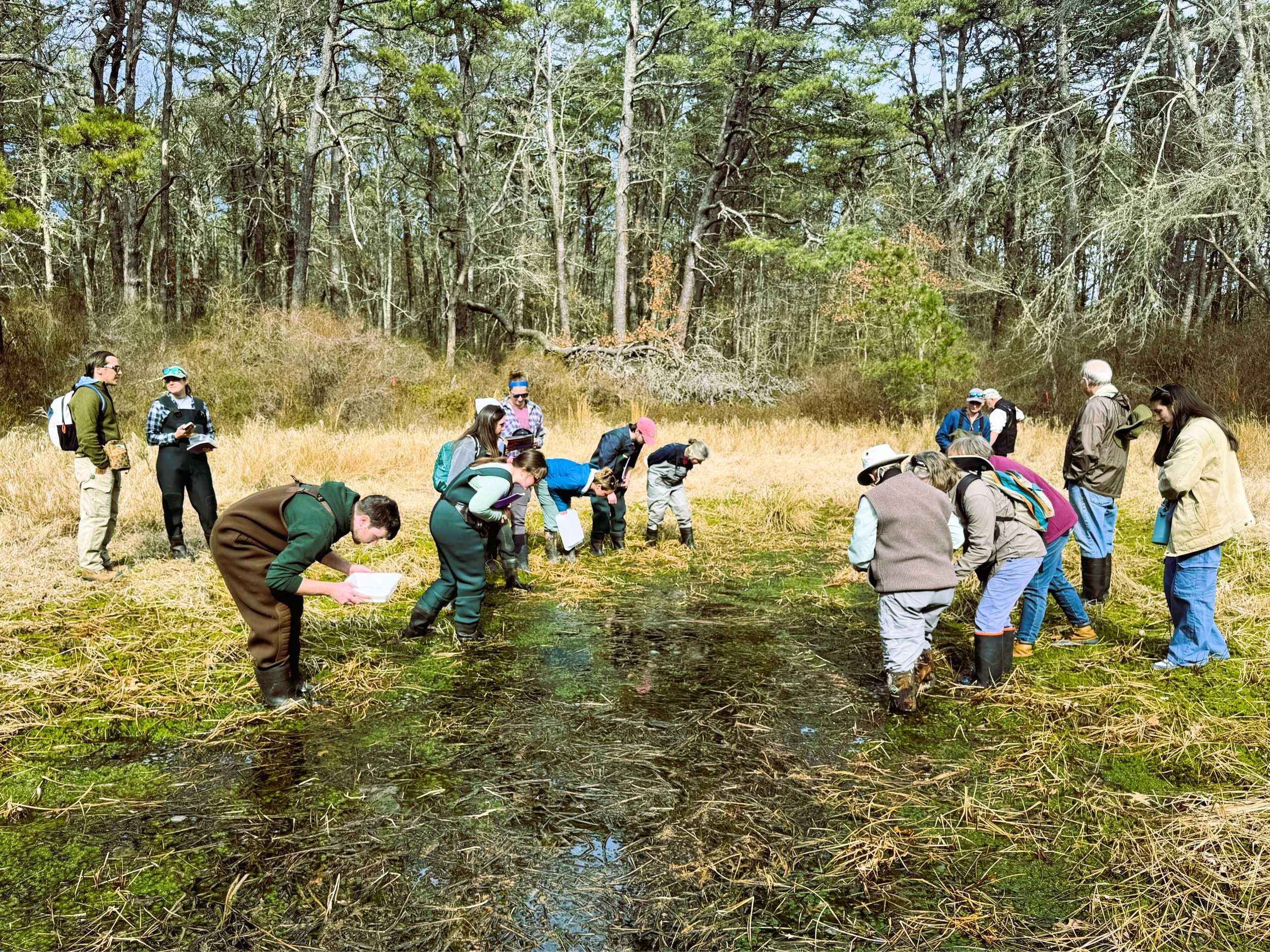 A group of people is conducting research in a vernal pool area surrounded by trees, with some members taking notes and observing.