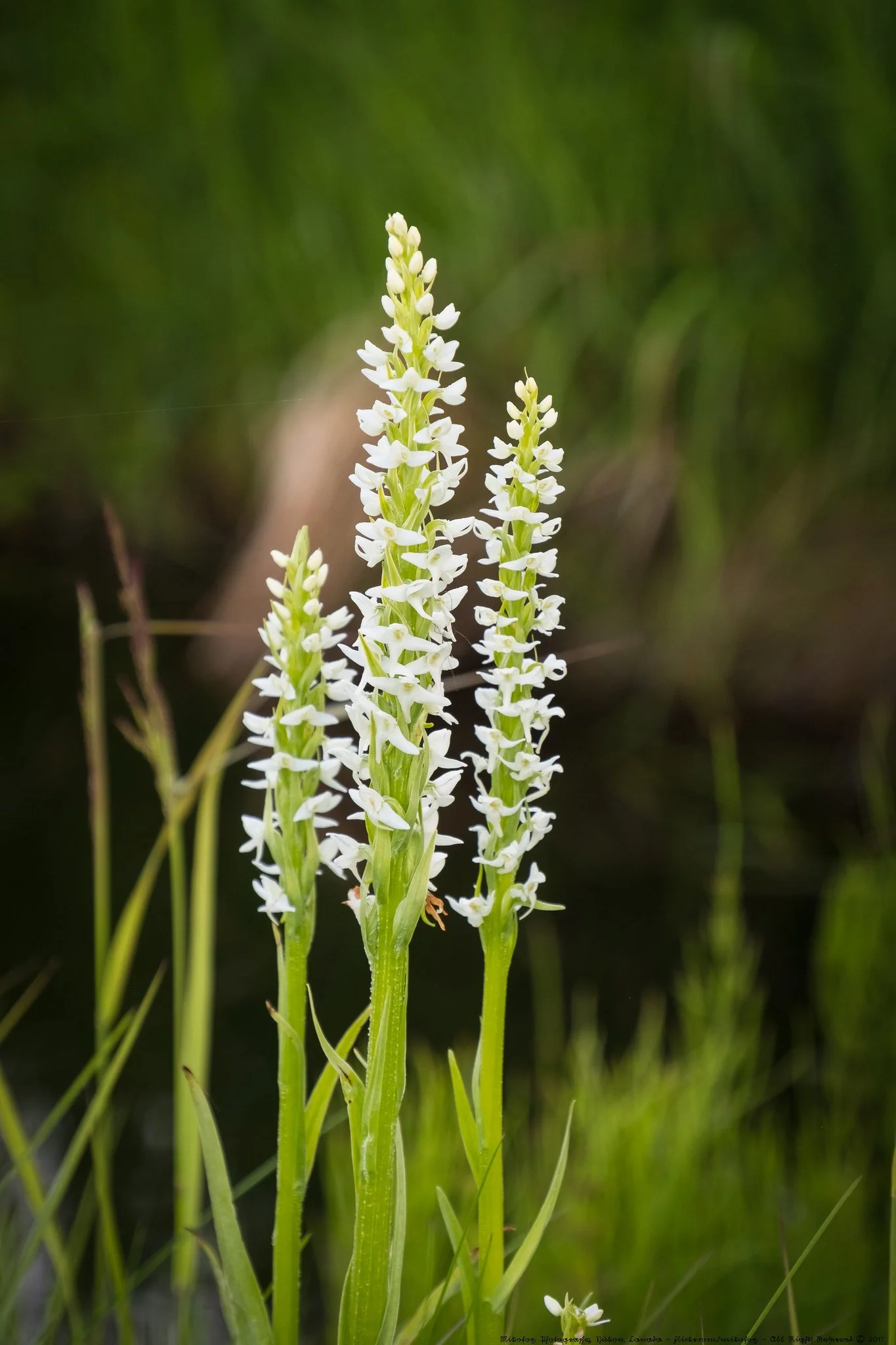 Close-up of white wildflowers, Leafy White Orchid, growing among green grass in a natural setting.