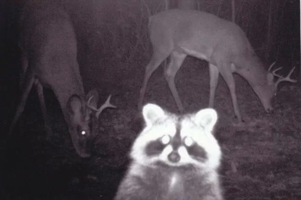 A raccoon in the foreground with two deer in the background at night.
