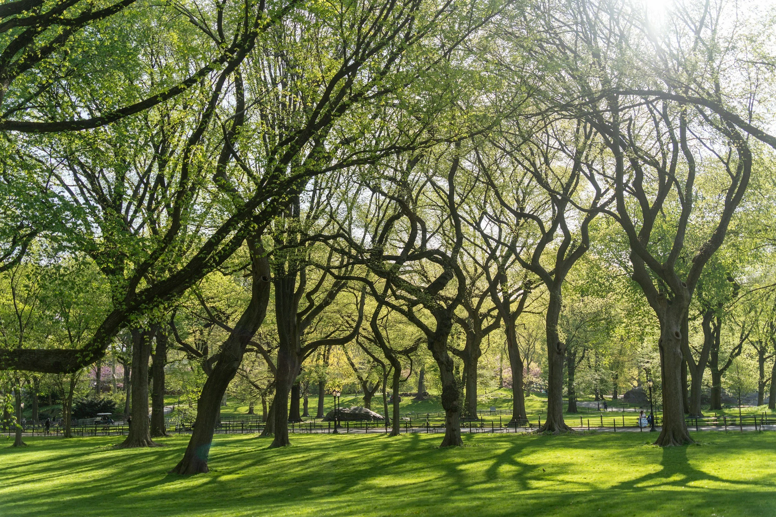 A park with lush green grass and tall trees with budding leaves, sunlight streaming through the branches, and a few people walking in the distance.