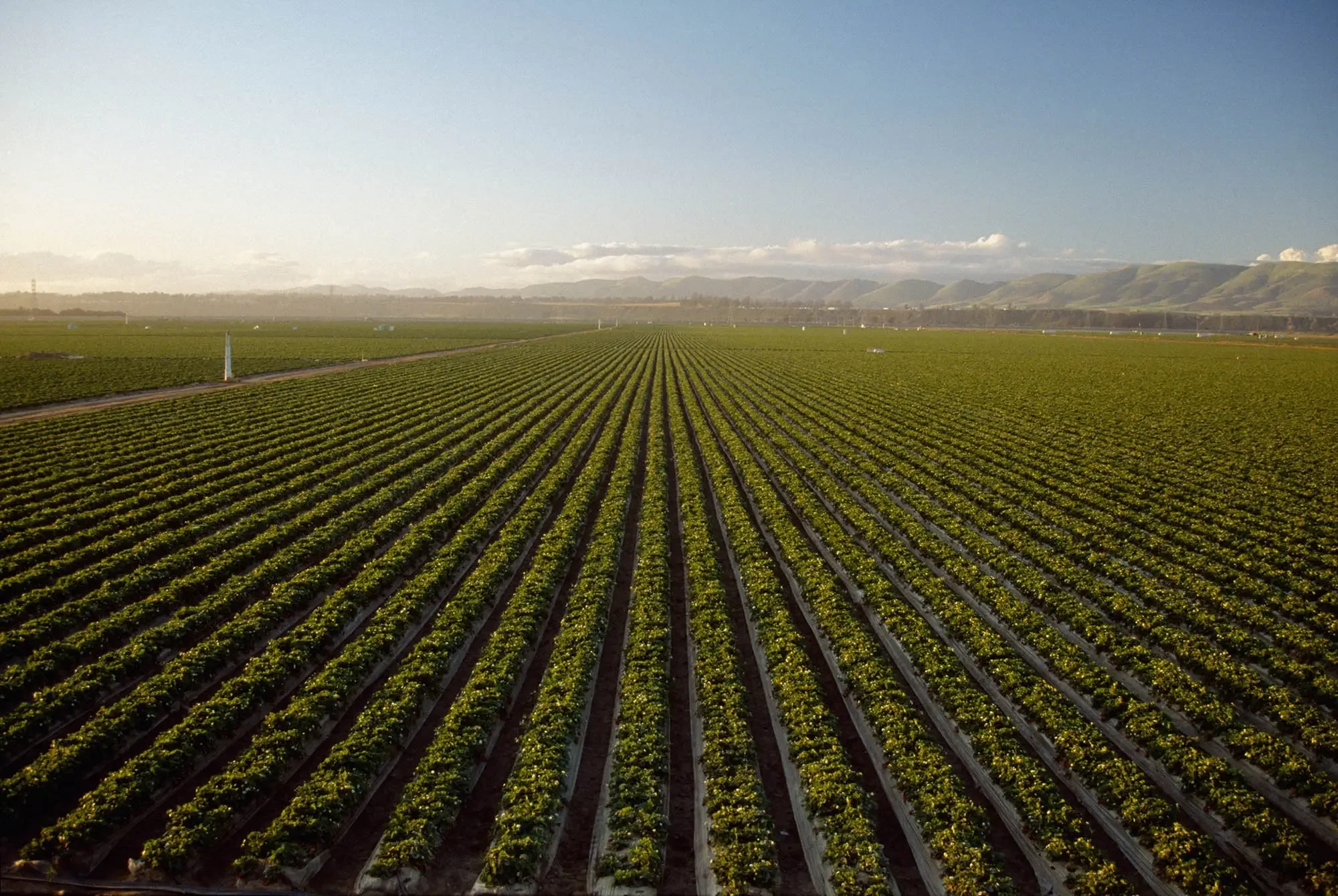A vast green agricultural field with rows of crops extending to the horizon under a clear blue sky with some clouds.