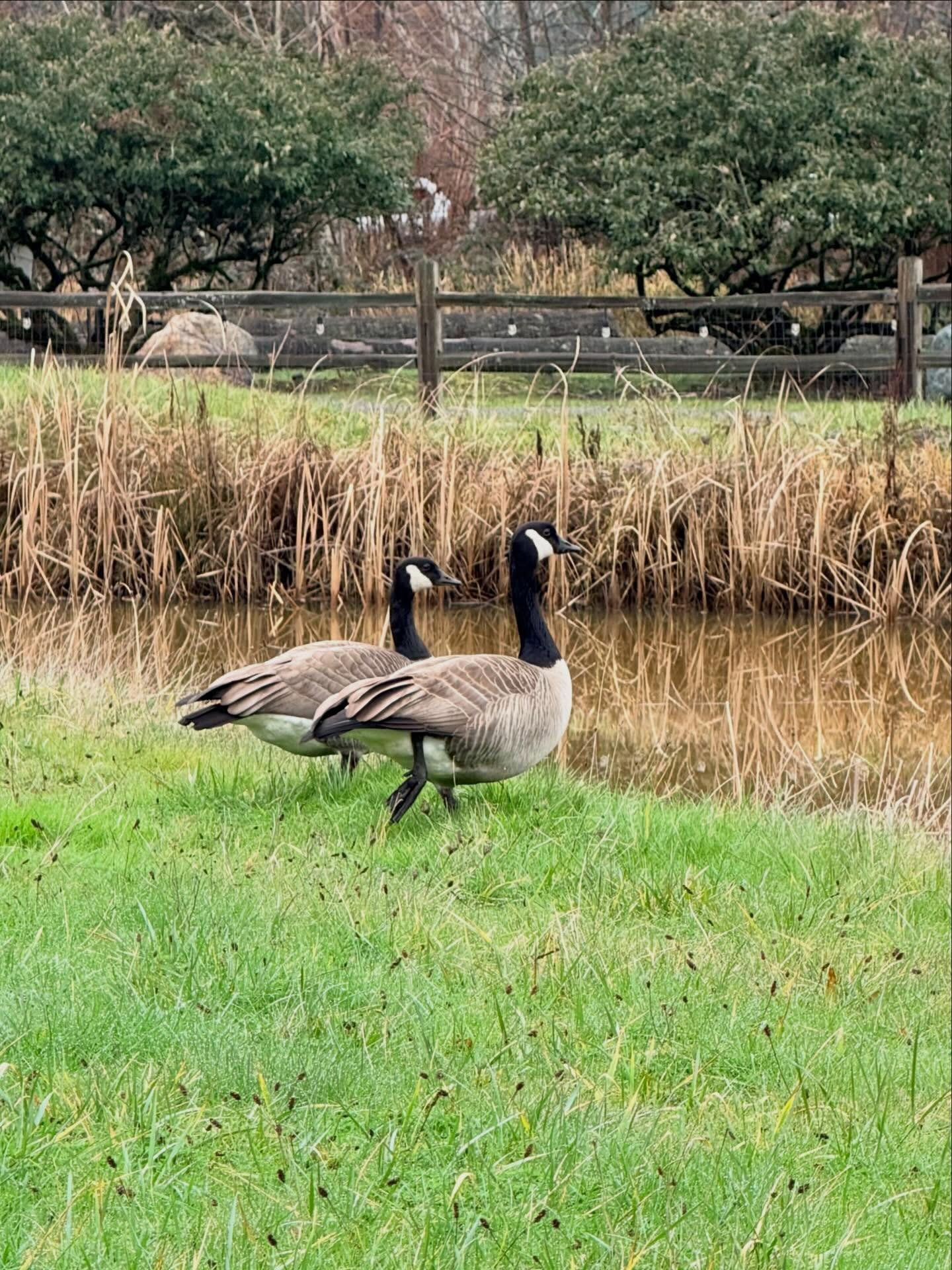 Cheers to our wildlife friends visiting the brewery today! 🍻🪿