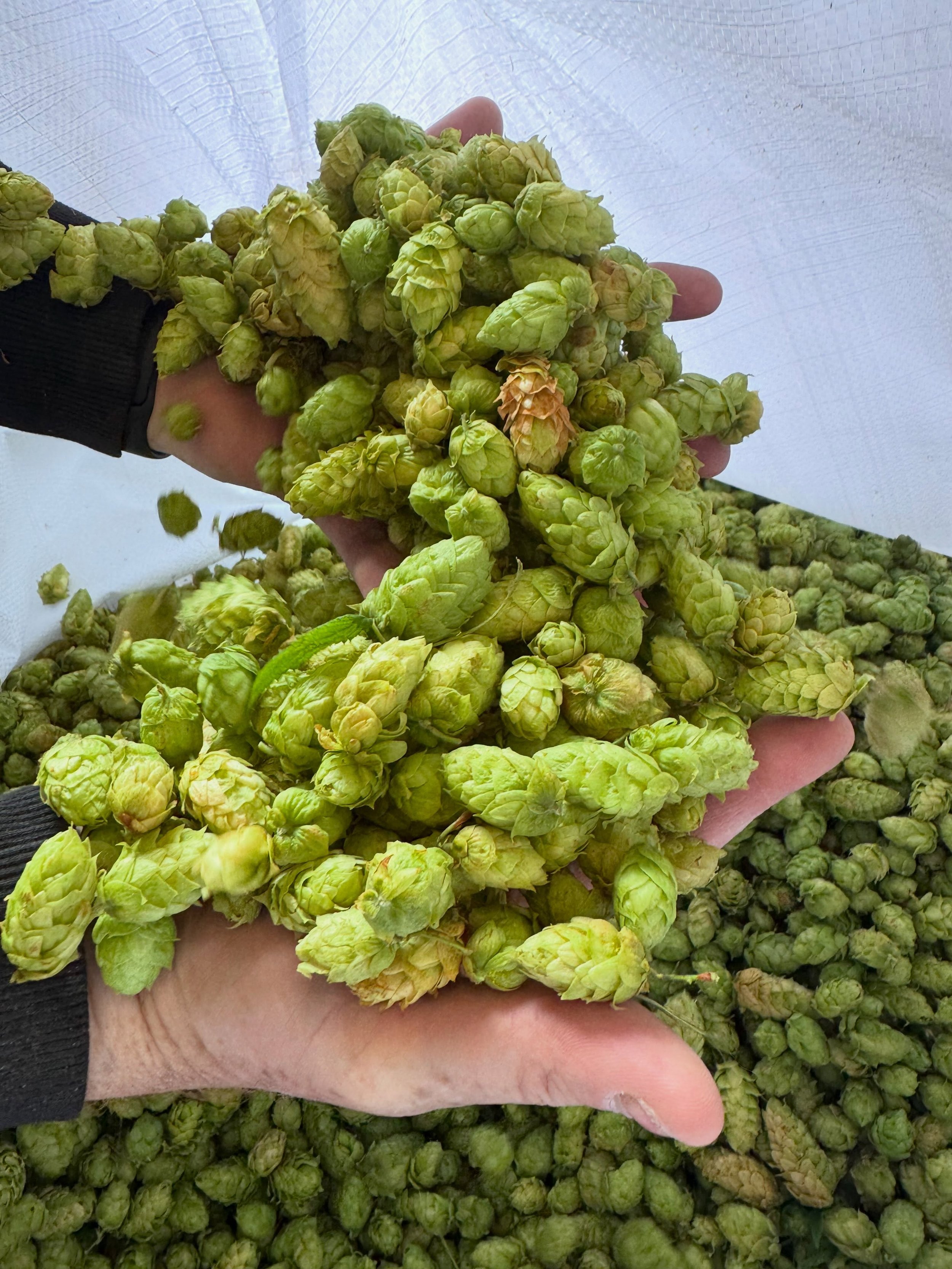 Fresh hop season is back! 

Our first fresh hop release drops next week.

Big thanks to @colemanagriculture and @indiehops for the fresh hops, and a special shoutout to @reubensbrews for receiving and processing hops at their production facility.