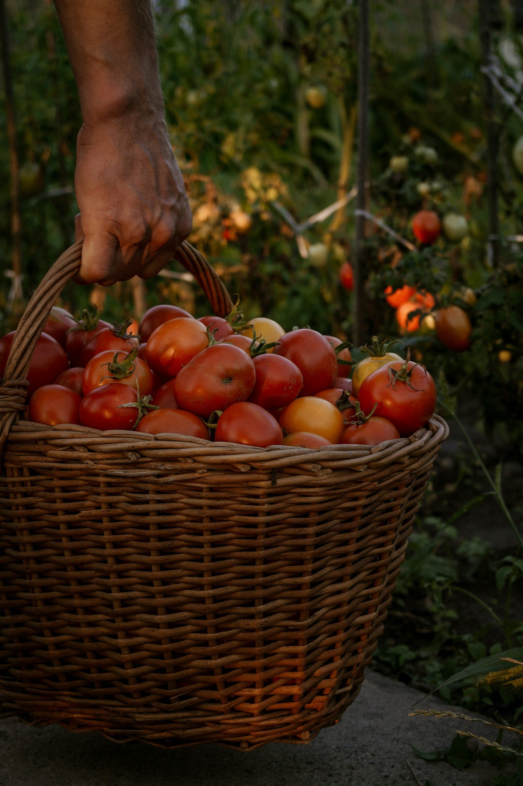Close-up of a hand holding a basket filled with ripe tomatoes in a garden.