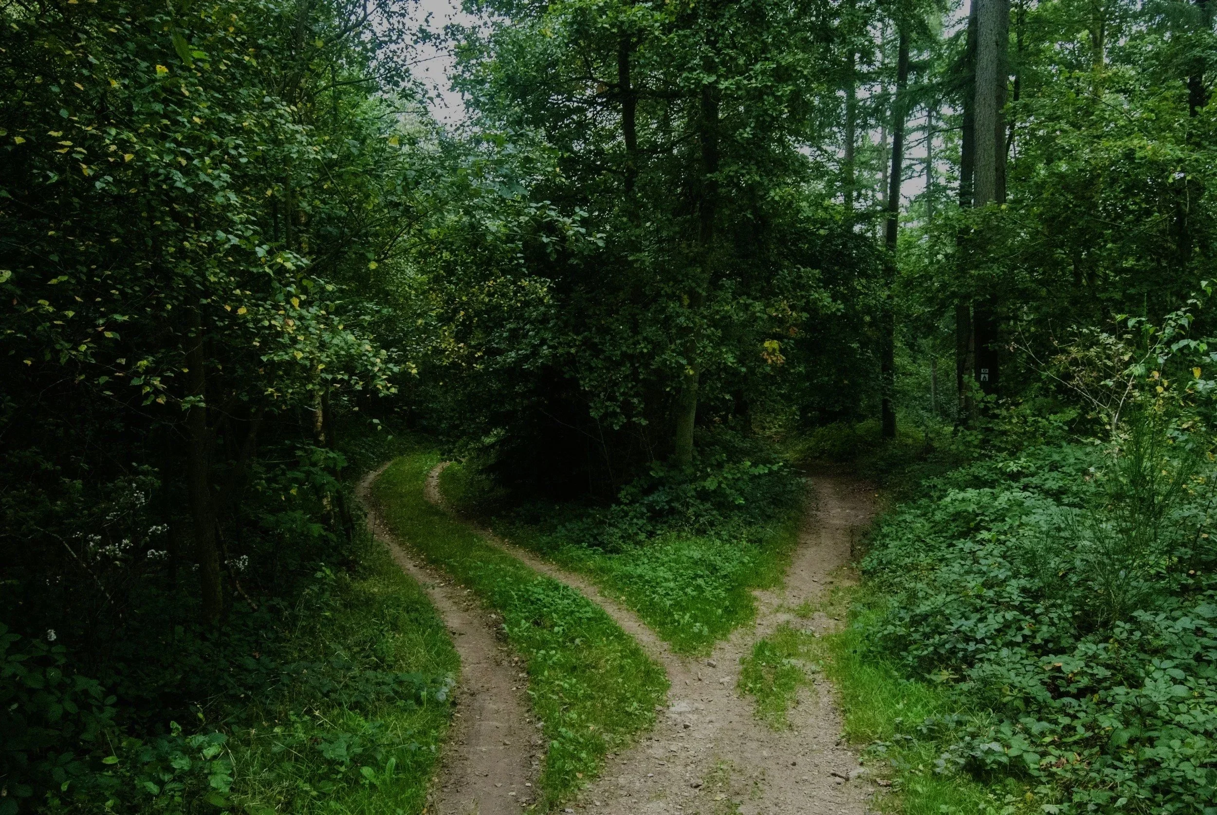 A fork in a dirt trail through a dense, green forest with tall trees and lush foliage.