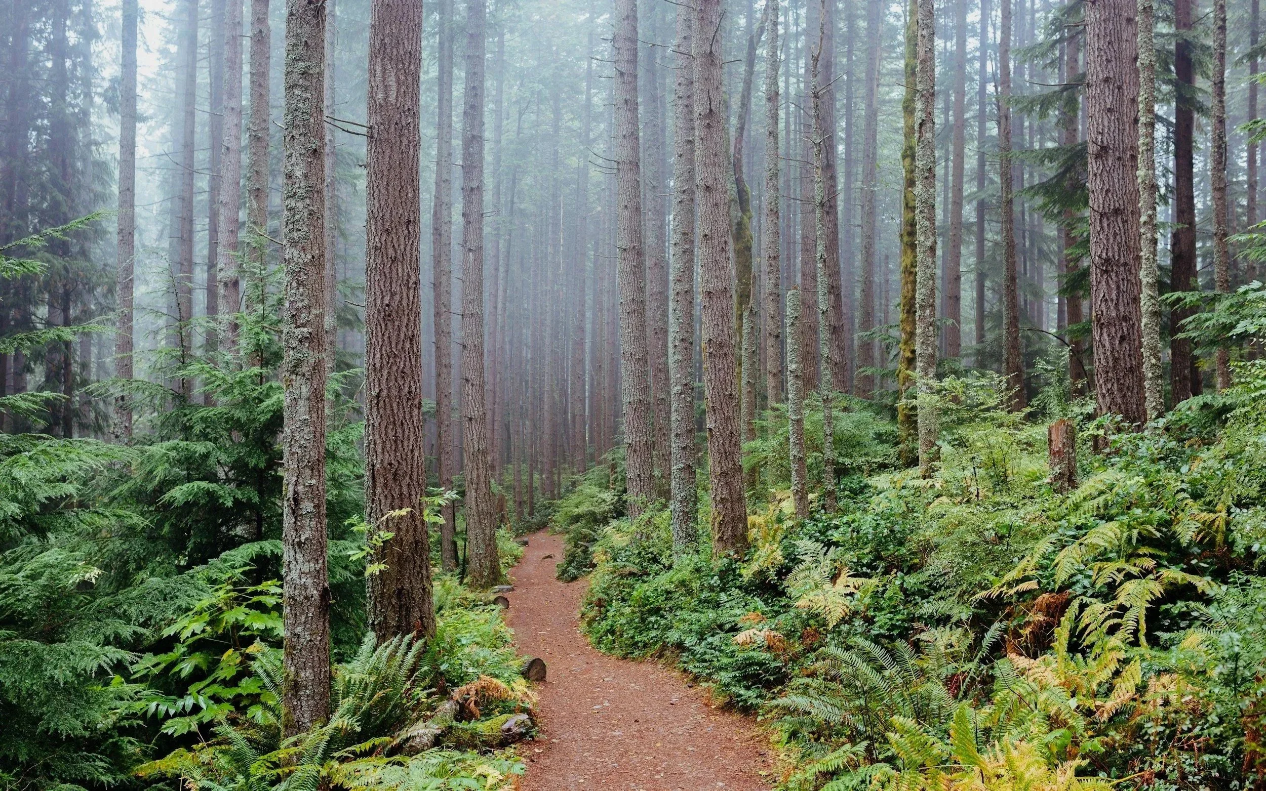 A dirt trail through a foggy pine forest with lush green foliage.