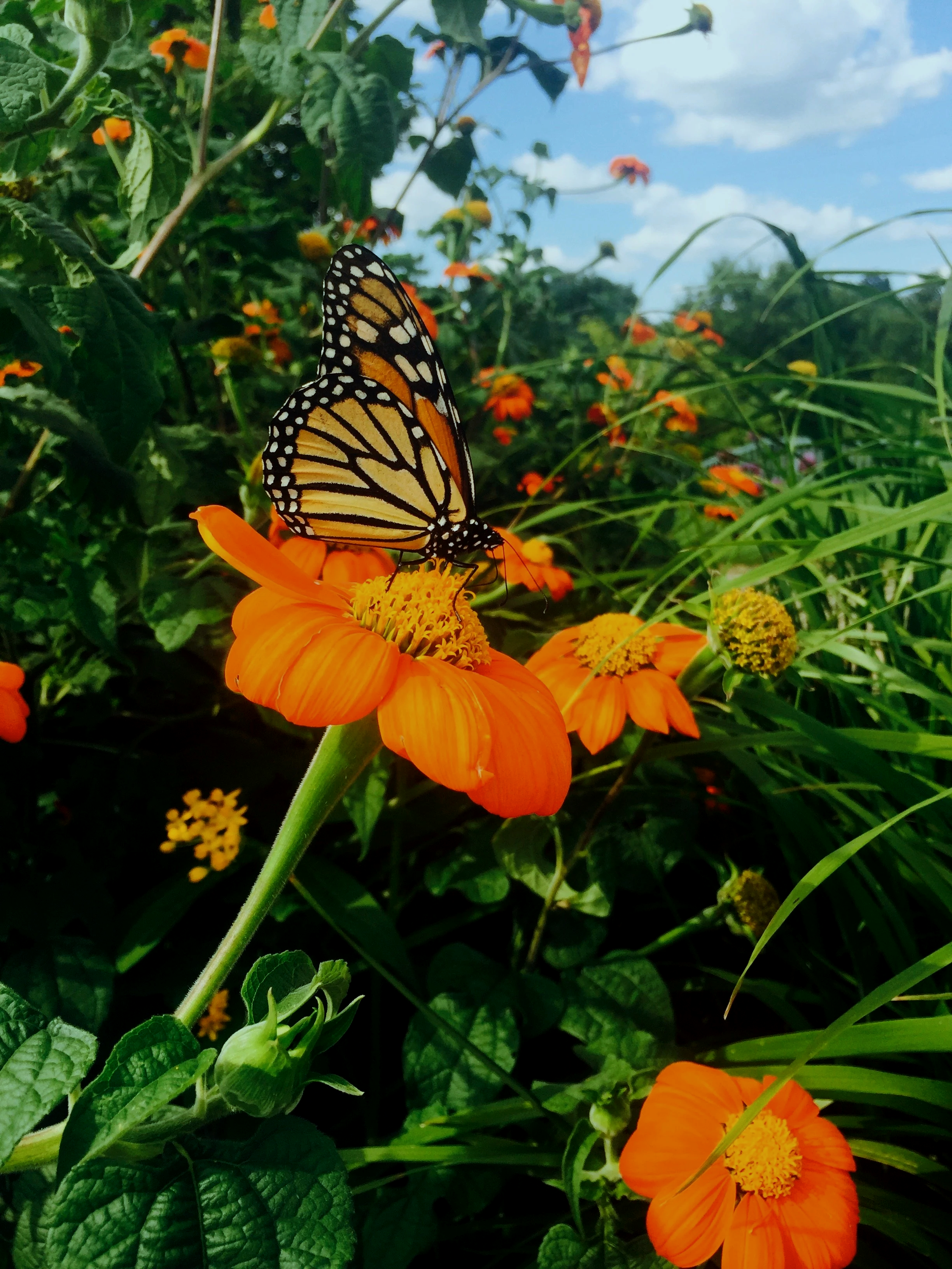 A Monarch butterfly perched on an orange flower in a garden with other orange flowers and green foliage under a blue sky.
