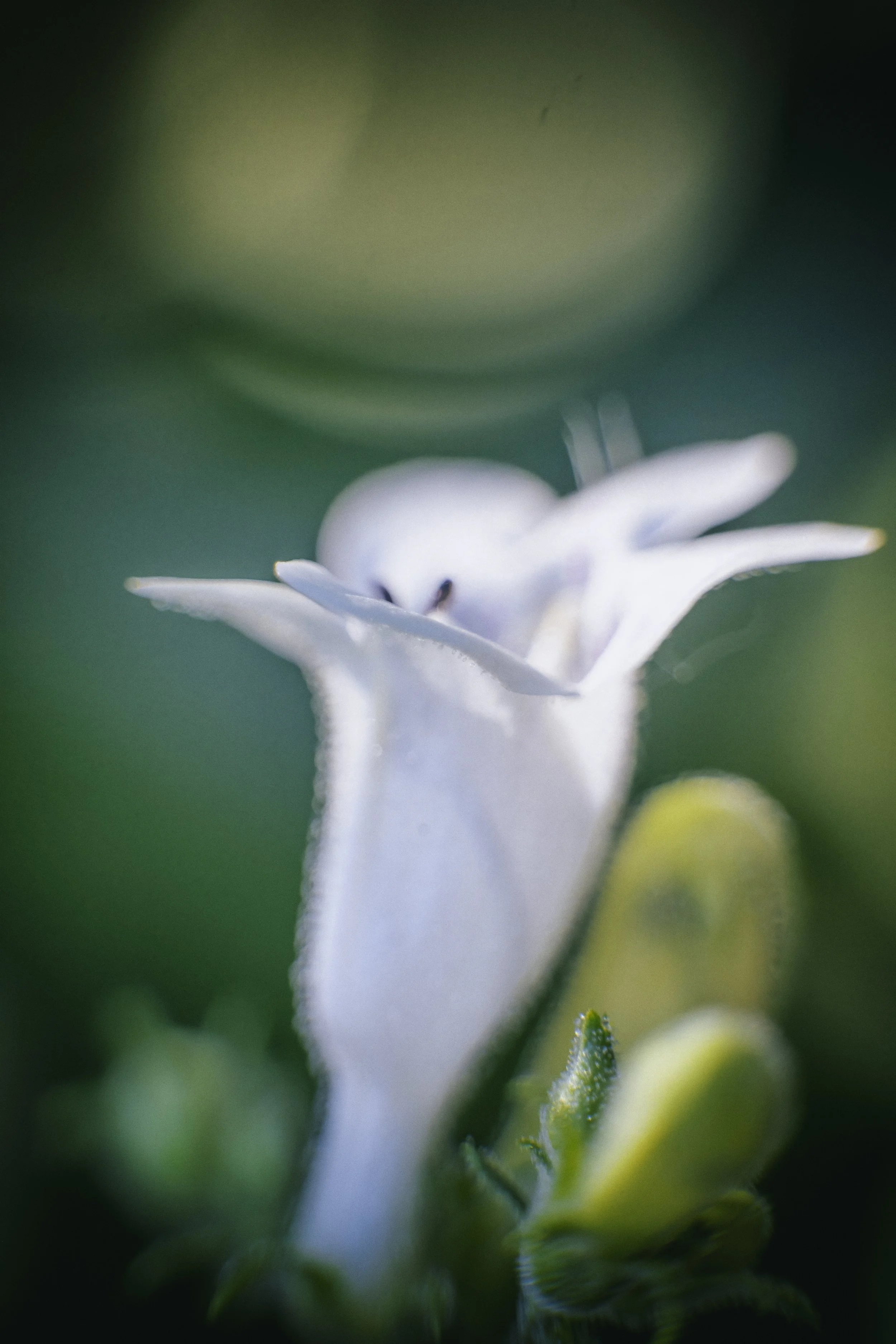 Ascension in White  2026