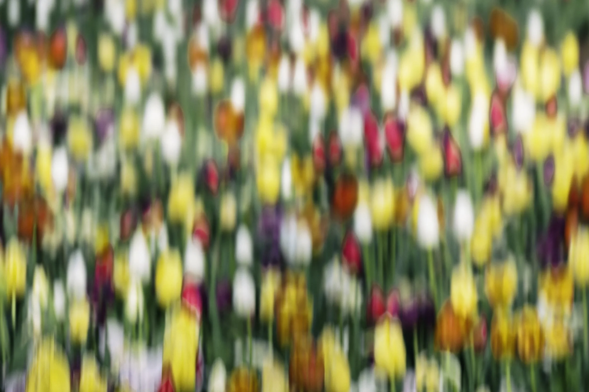 Tulip Field2.jpg