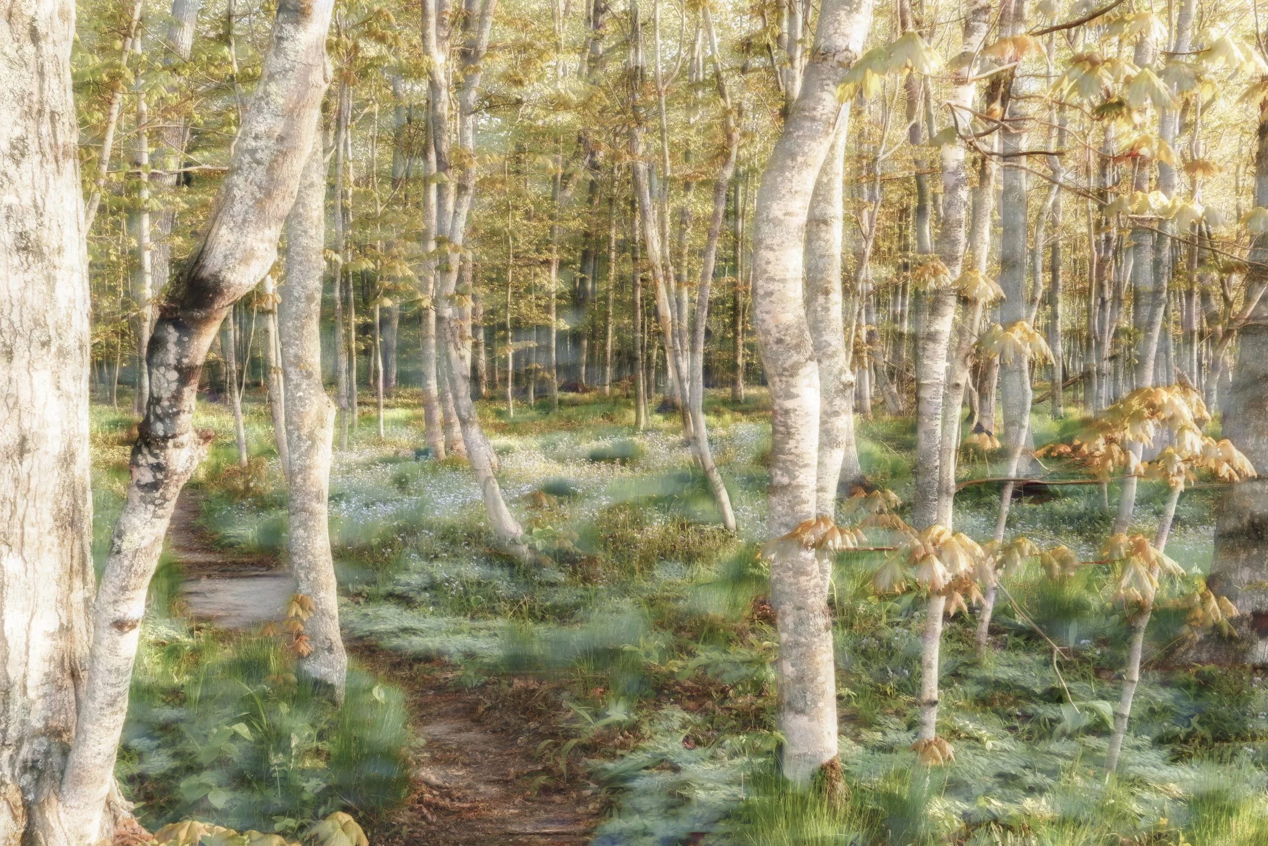 Stand of Trees.MI copy 2.jpg
