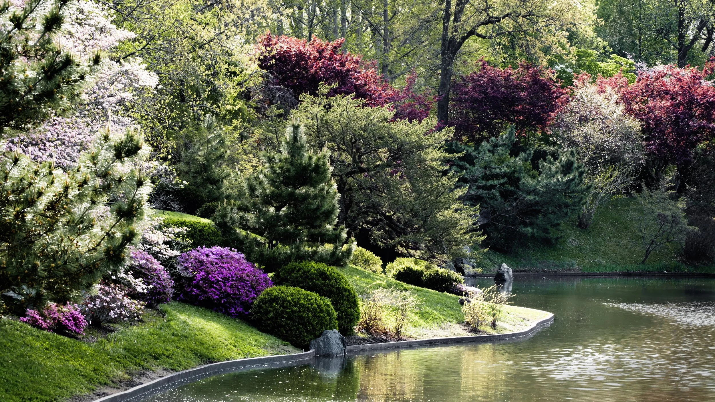 Pond Edge2.jpg