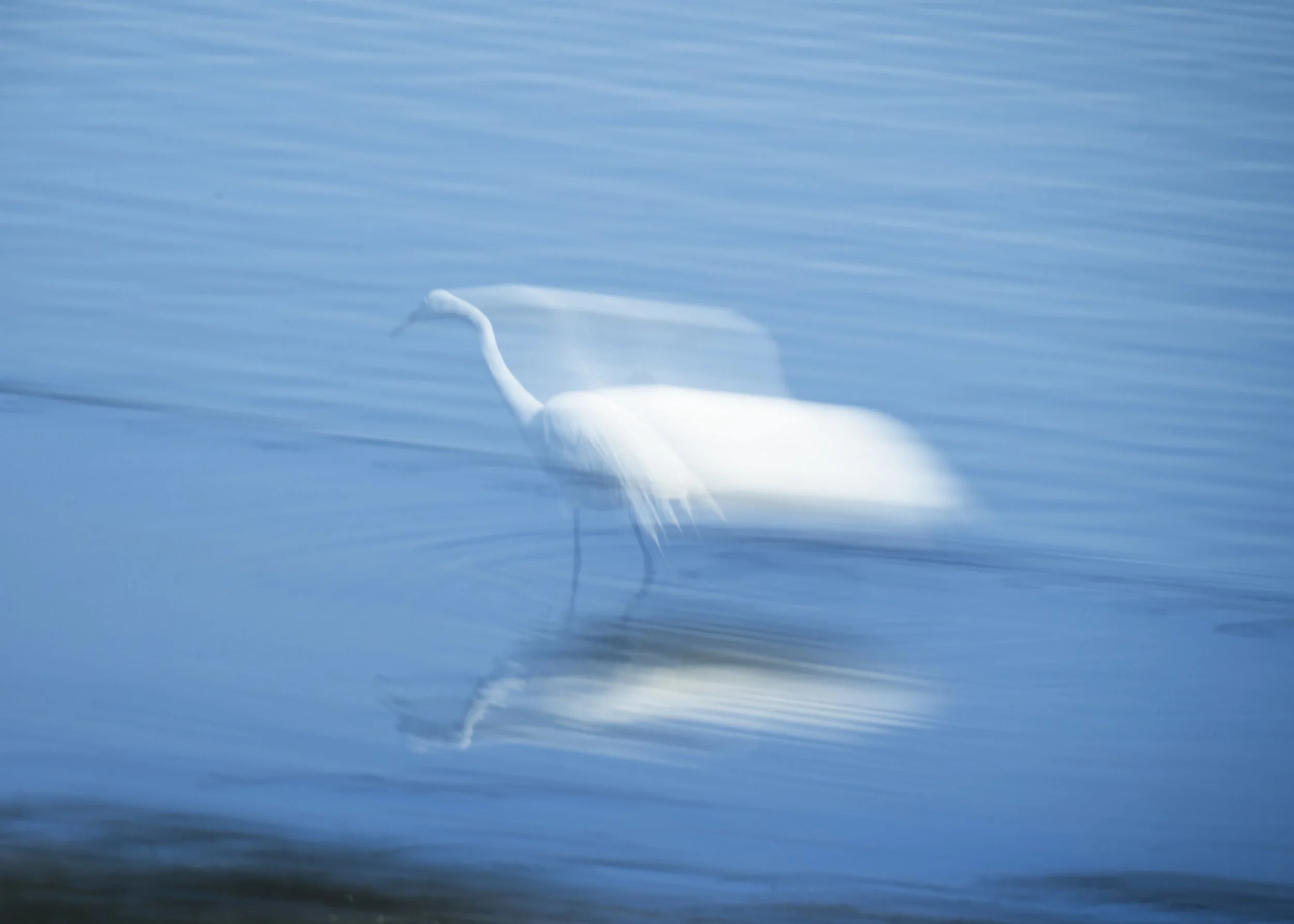 Egret on the Hunt.jpg