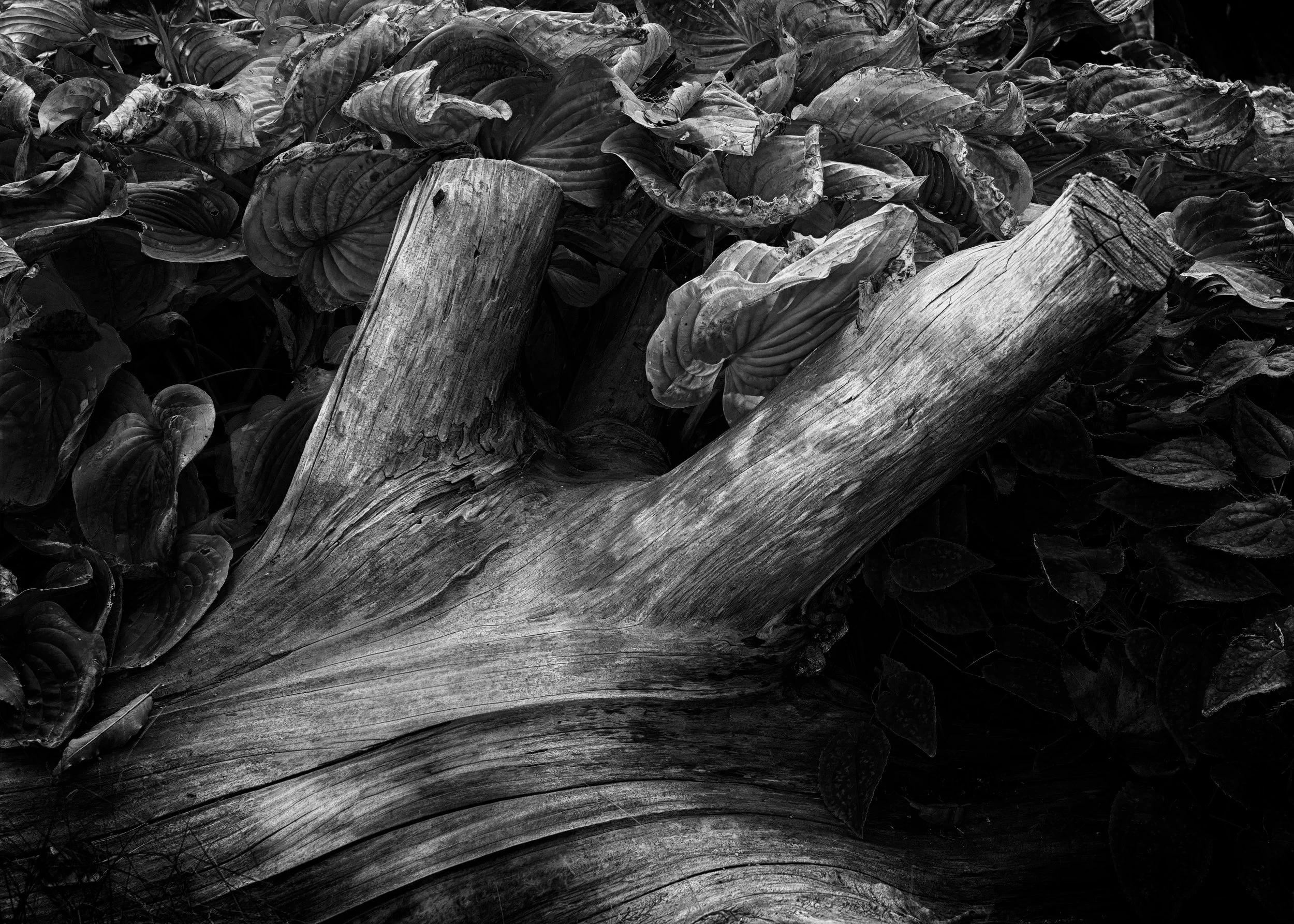 Wood Meets Shadow, 2025