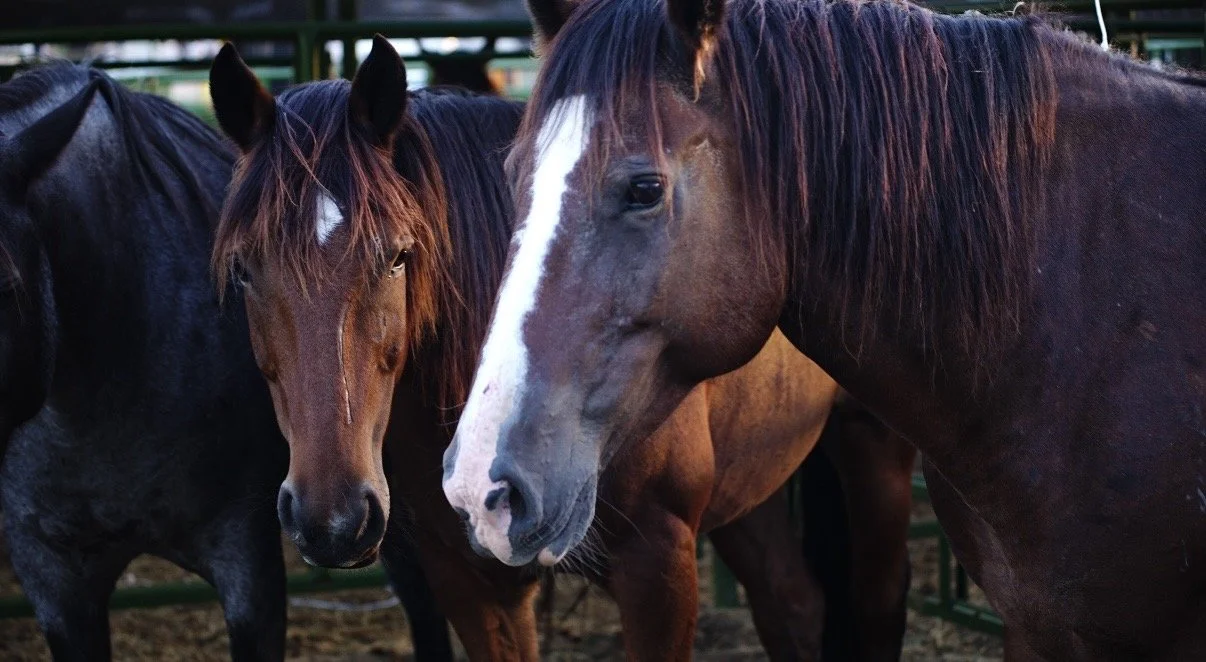 Three horses standing close together in a fenced area.