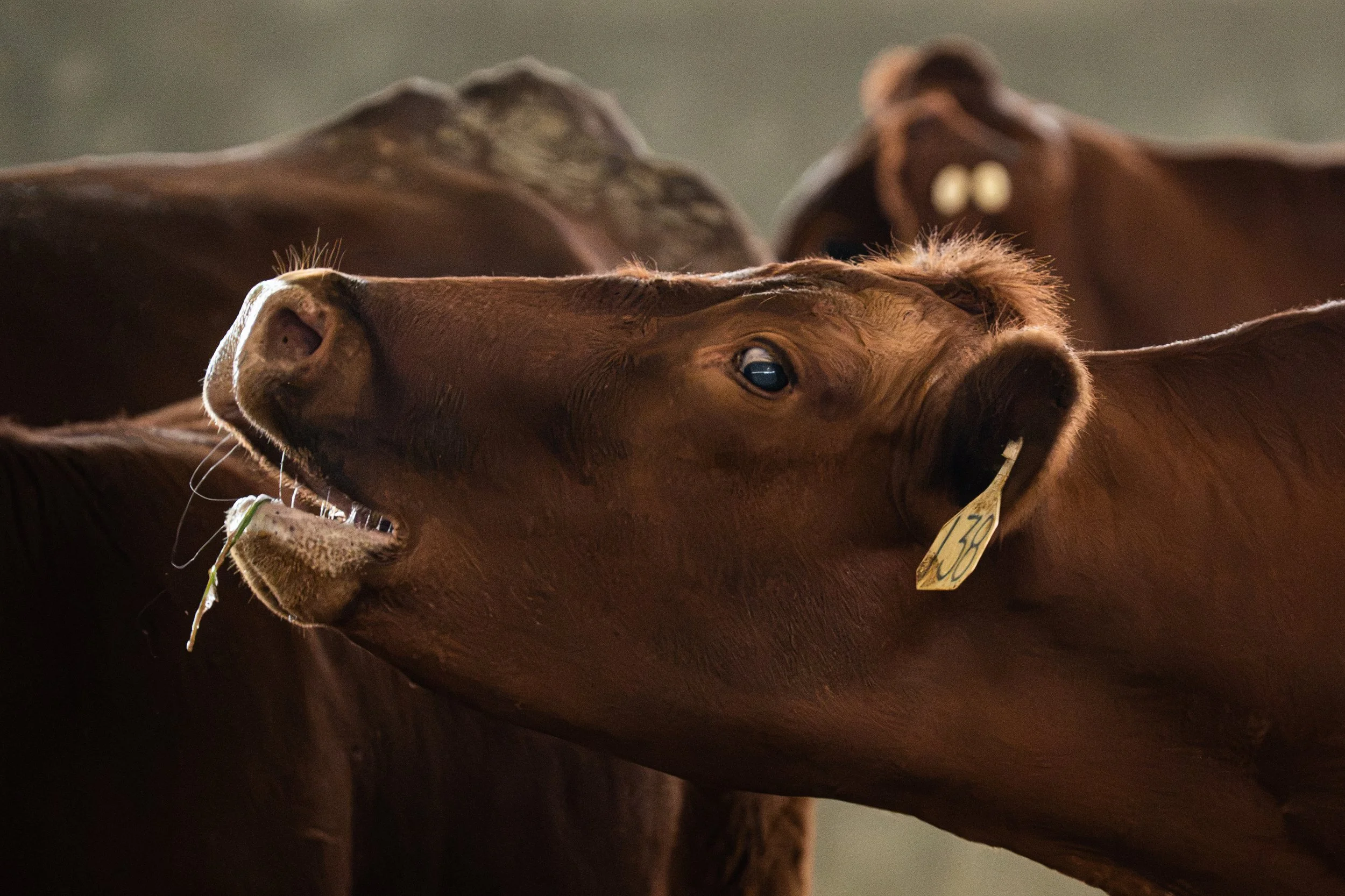 Close-up of two brown horses lying down, with one horse's head resting on the other, showing their eyes and noses.