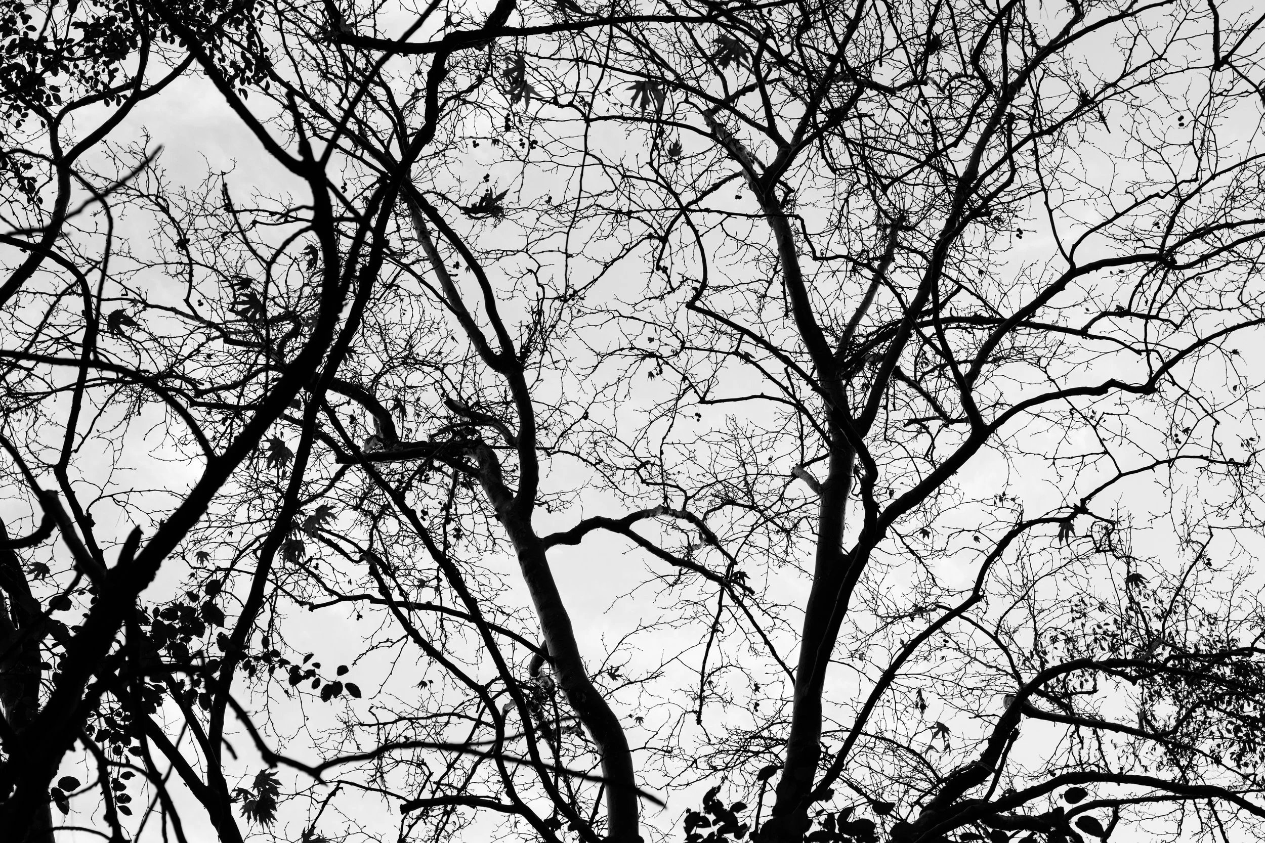 Black and white photo of leafless tree branches against an overcast sky.