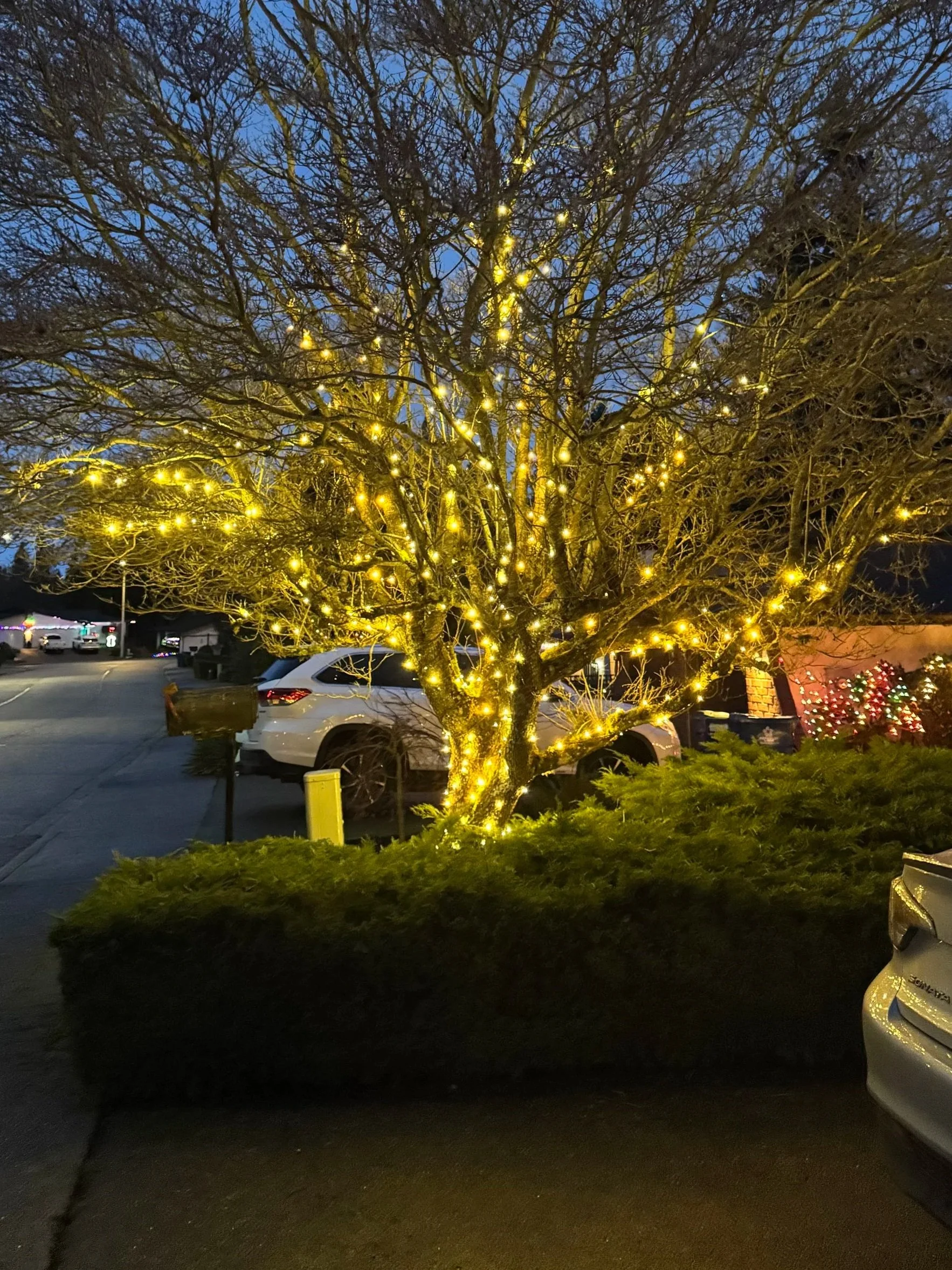 A leafless tree decorated with numerous yellow Christmas lights, with a dark sky in the background and cars parked nearby.