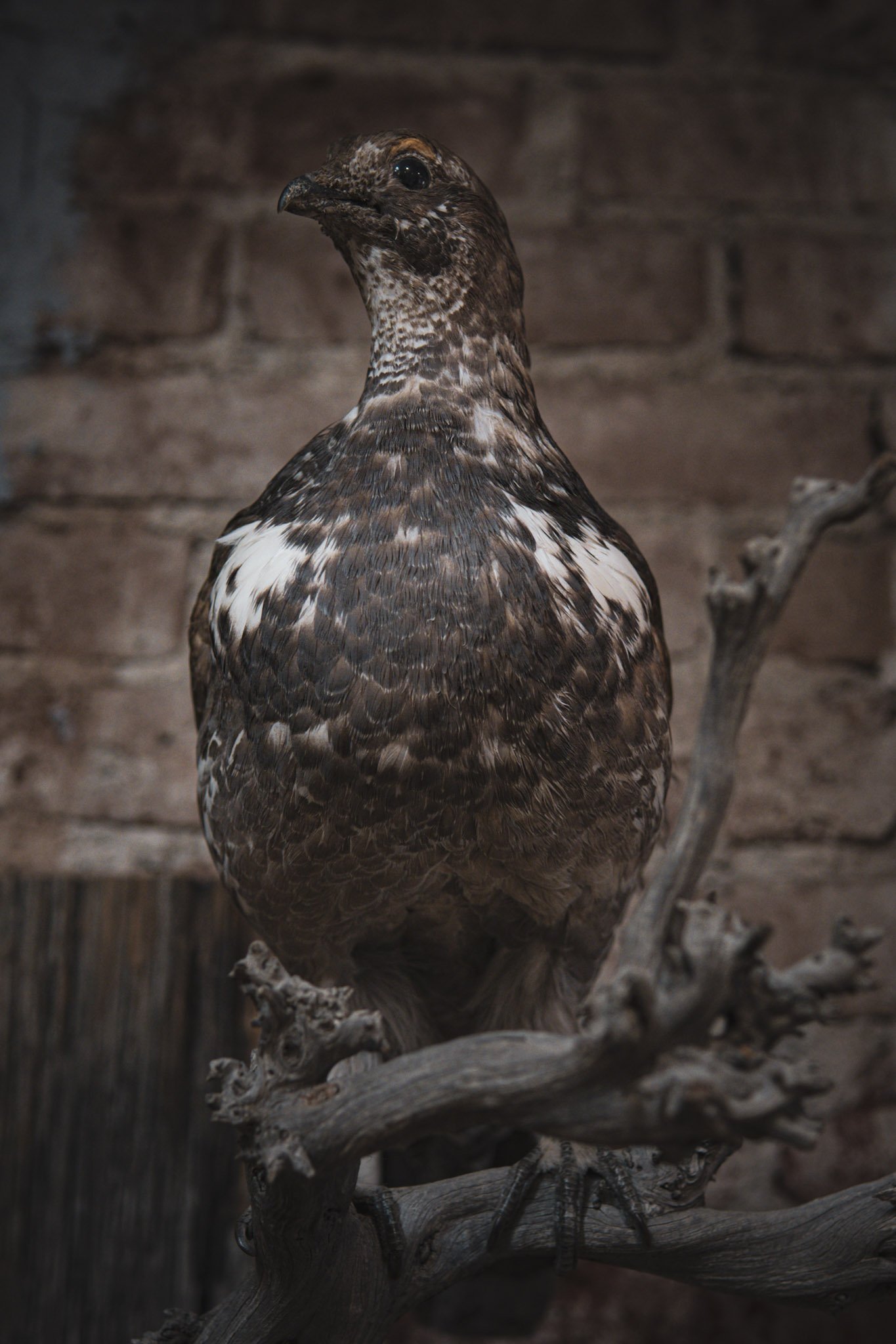 Close-up of a hawk perched on a twisted, leafless branch with a blurred brick wall background.