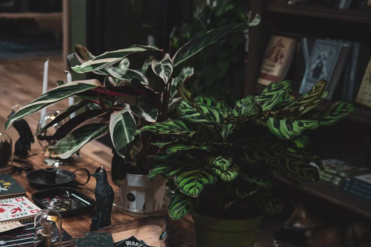 Two potted houseplants on a wooden table, with a bookshelf in the background and various decorative items around.