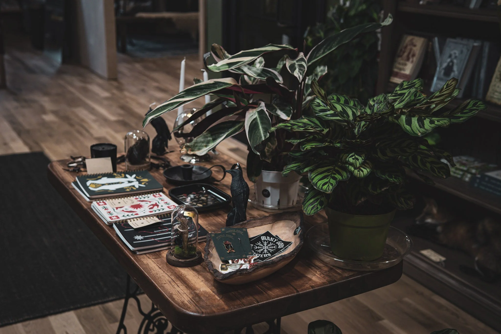 A wooden table with various items including notebooks with designs, a black figurine, a small desk lamp, a glass dome with a decorative object inside, playing cards, and two large potted plants with striped and variegated leaves in a cozy room with bookshelves.