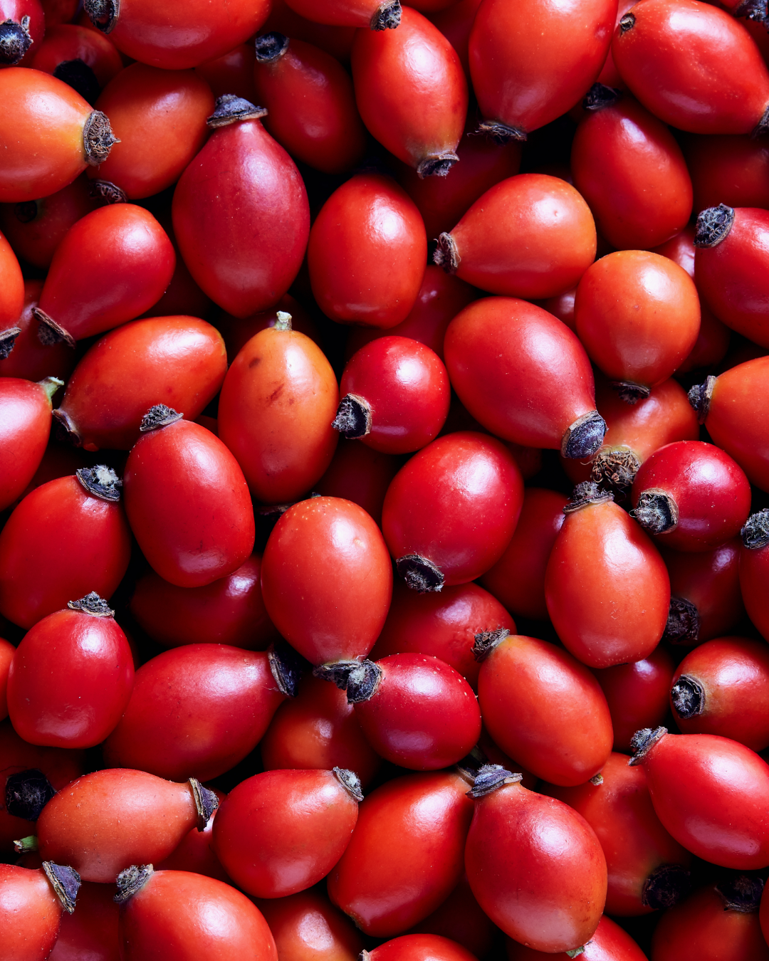 Rosehip Oil – Organic