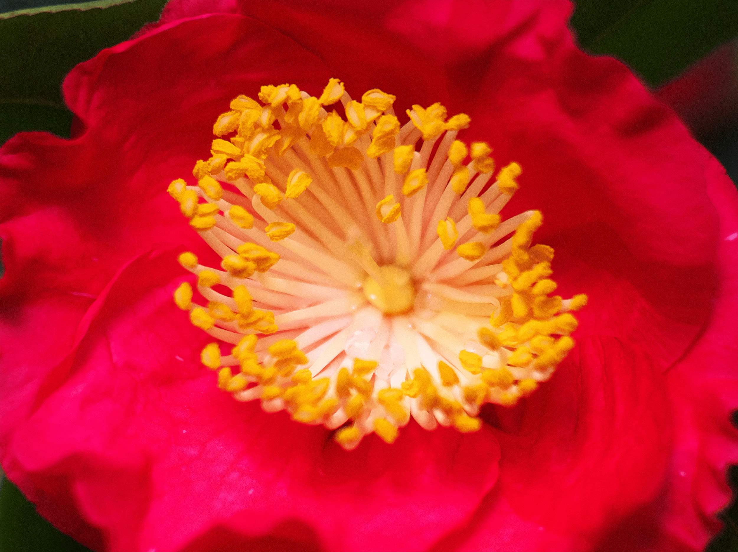 Camellia.png