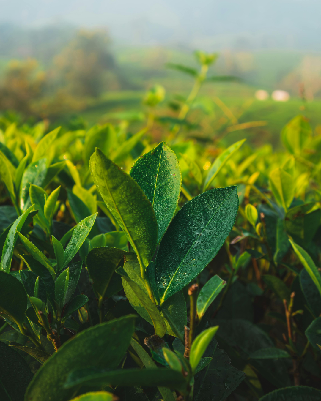 Green Tea Extract – Organic