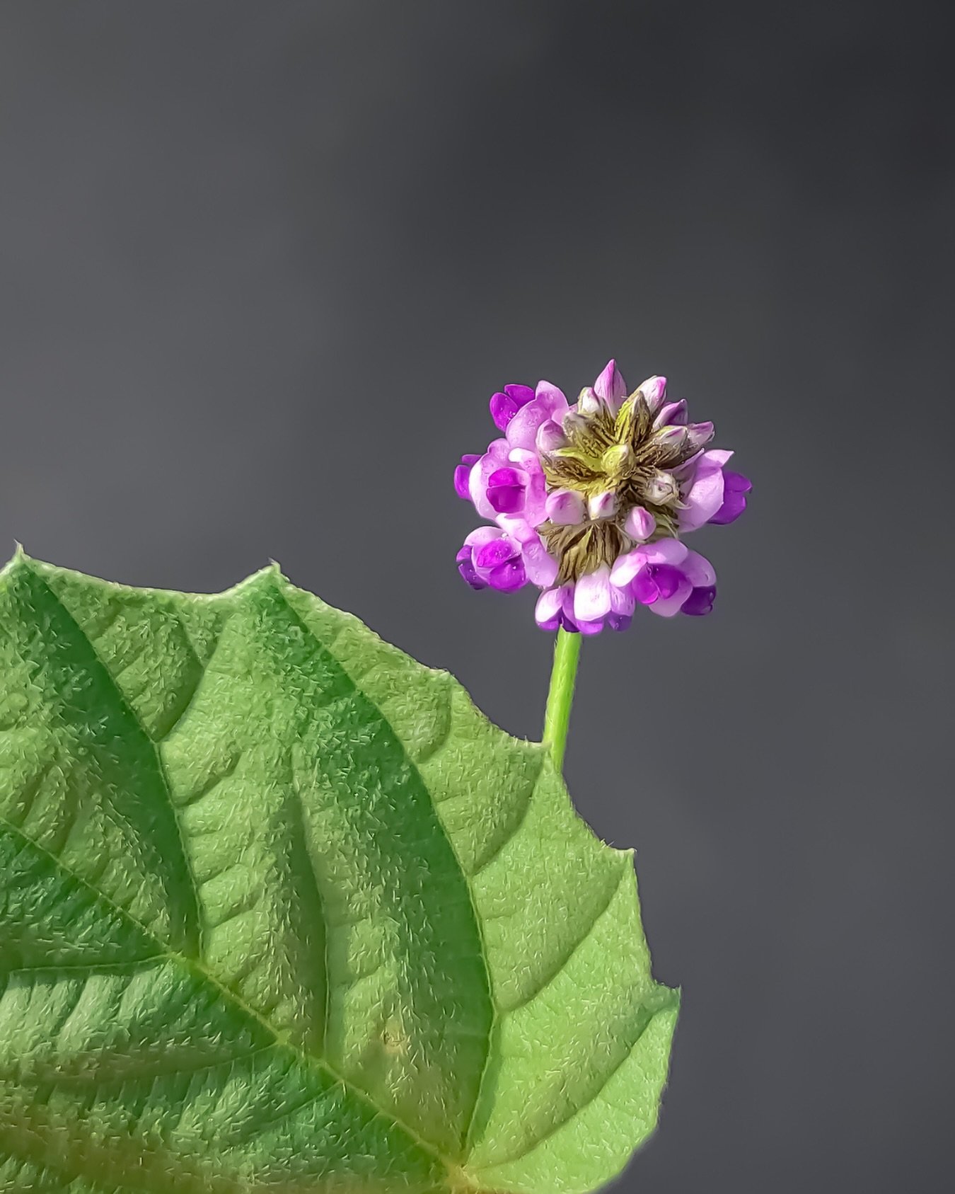 Bakuchiol is the kind of ingredient that feels quietly assured.

Often spoken of as a natural alternative to retinol, bakuchiol helps to soften the look of fine lines, refine texture, and bring a smoother, more even appearance to the skin - all witho