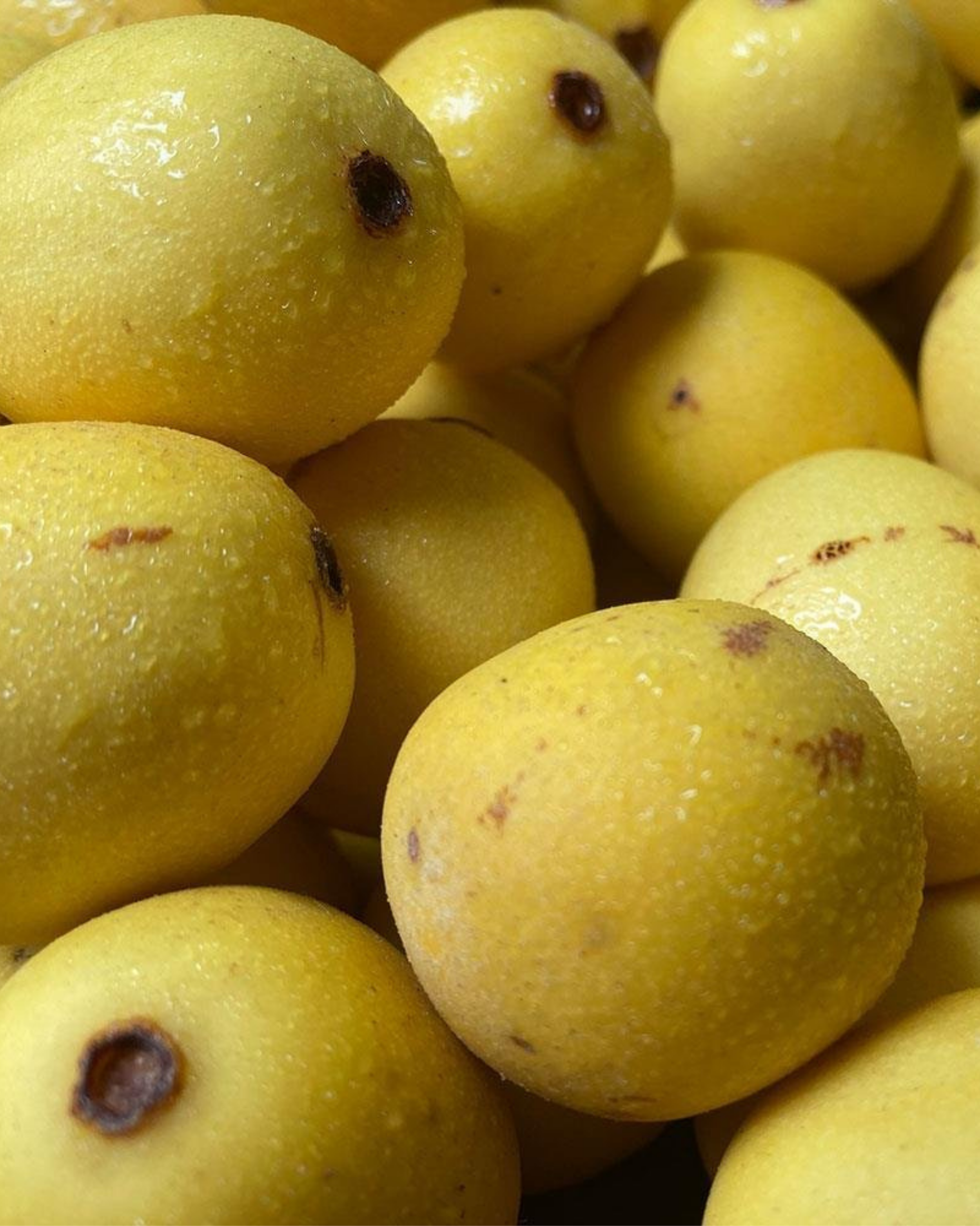 Marula Oil – Organic
